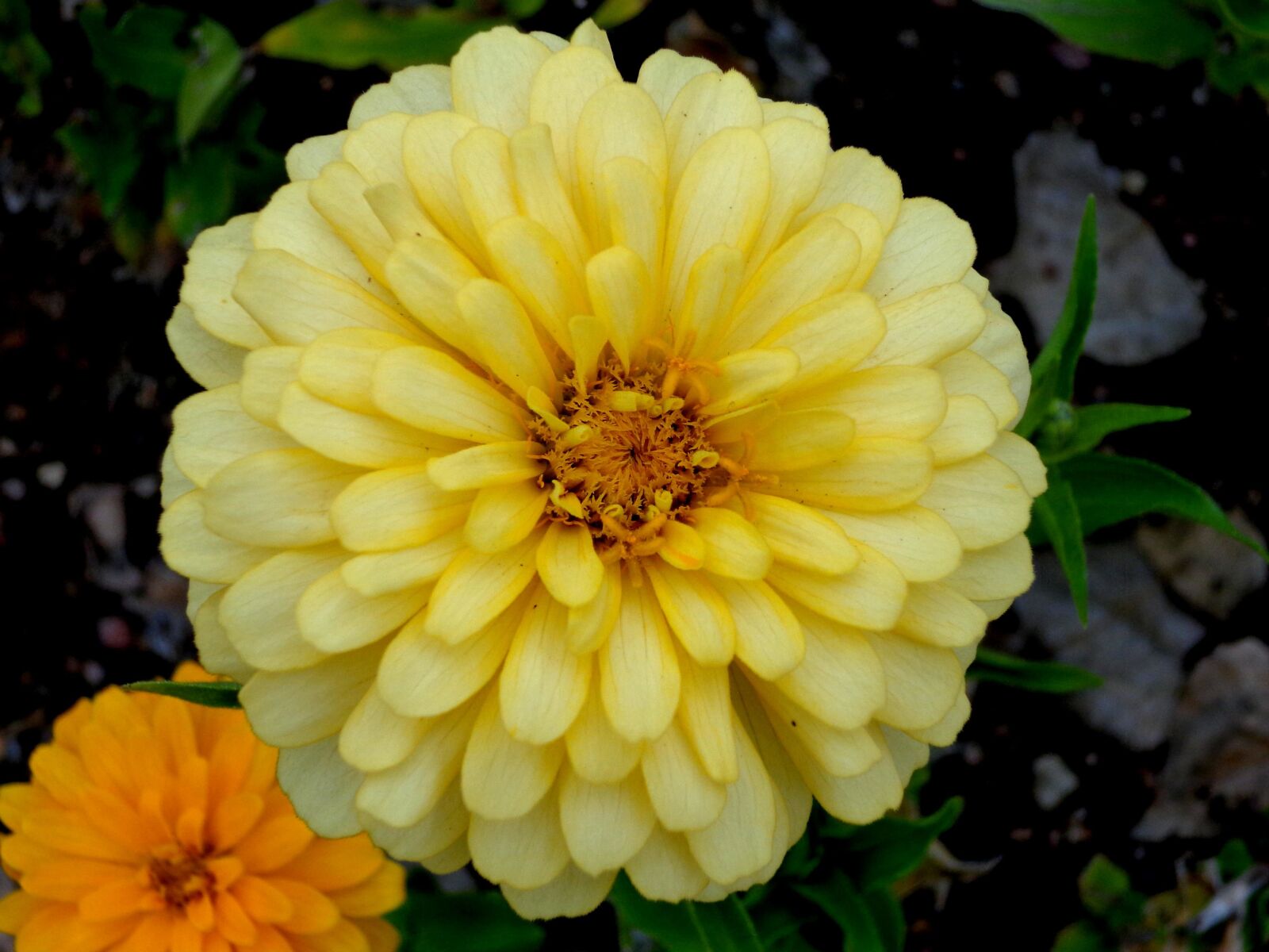 Sony DSC-W690 sample photo. "Yellow flower, zinnia flower" photography