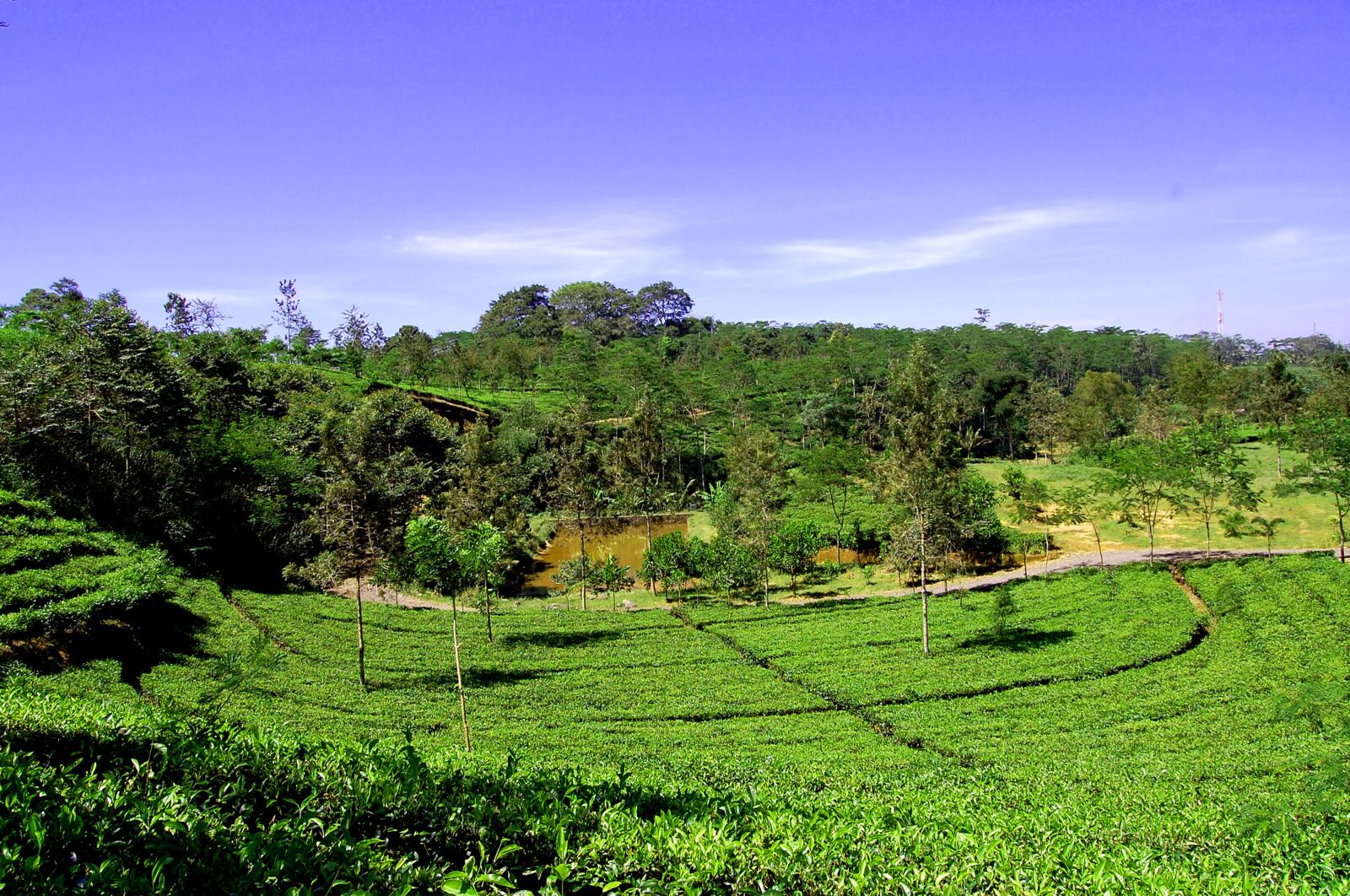 Nikon D40 sample photo. Tour, tea gardens, nature photography