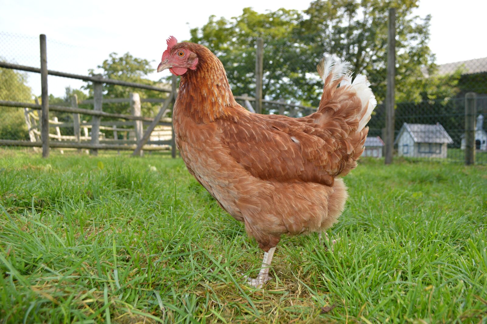 Nikon D3200 sample photo. Chicken, farm, poultry photography