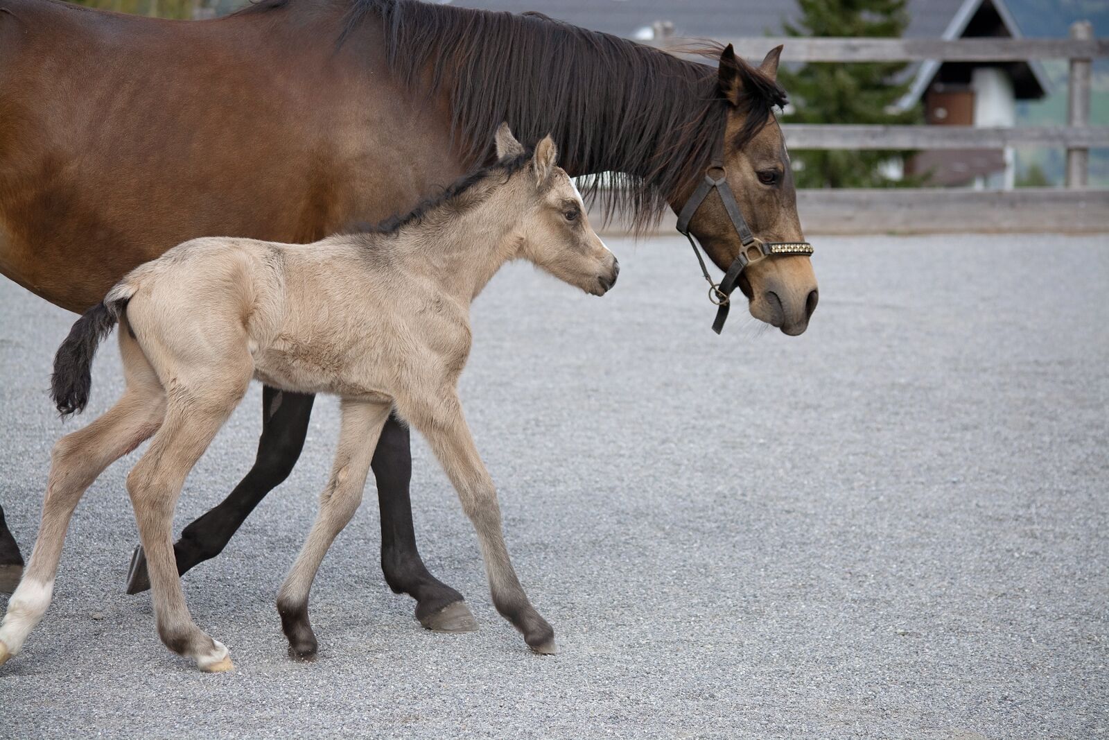 Nikon D7100 sample photo. Foal, horse, animals photography