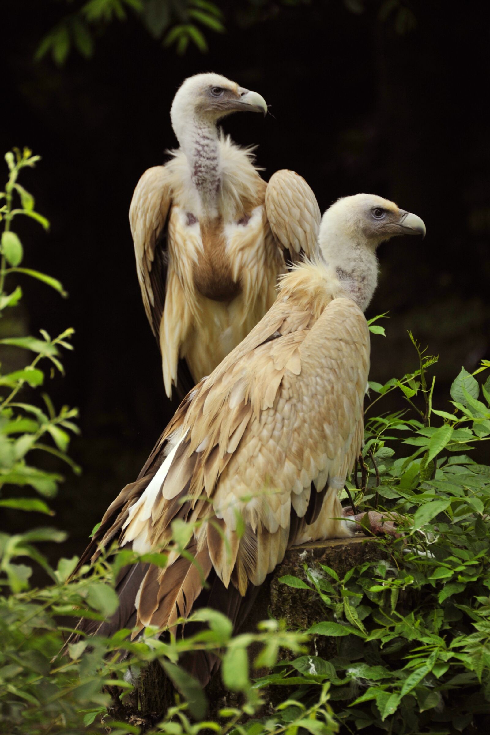 Nikon D3 sample photo. Griffon vulture, raptor, birds photography