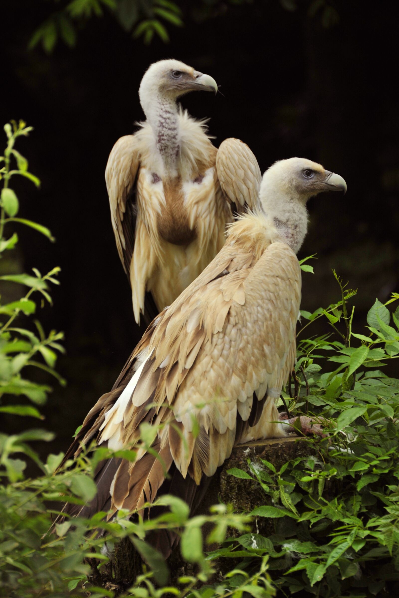 Nikon D3 sample photo. Griffon vulture, raptor, birds photography