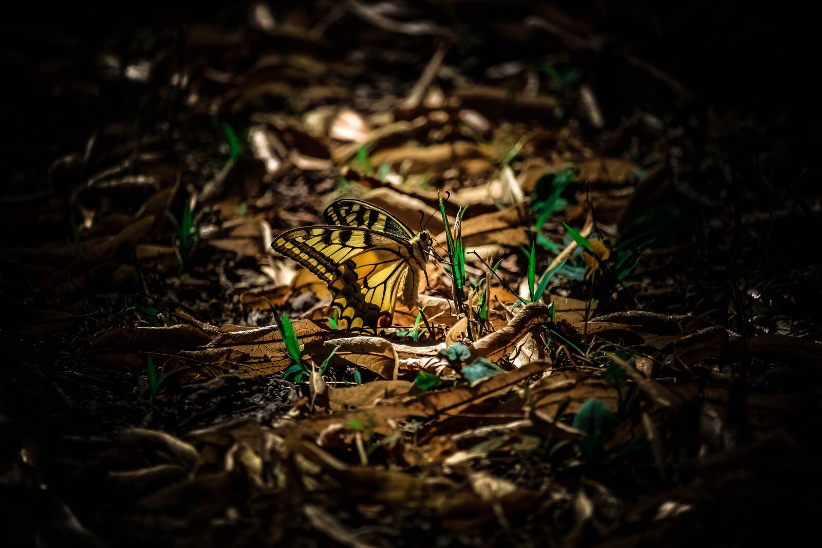 Canon EOS 700D (EOS Rebel T5i / EOS Kiss X7i) sample photo. Butterfly, yellow, animals photography
