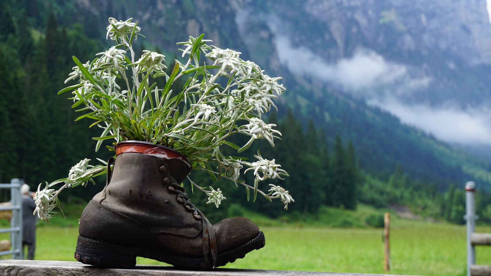 Sony E 16-50mm F3.5-5.6 PZ OSS sample photo. Gentian, shoe, mountains photography