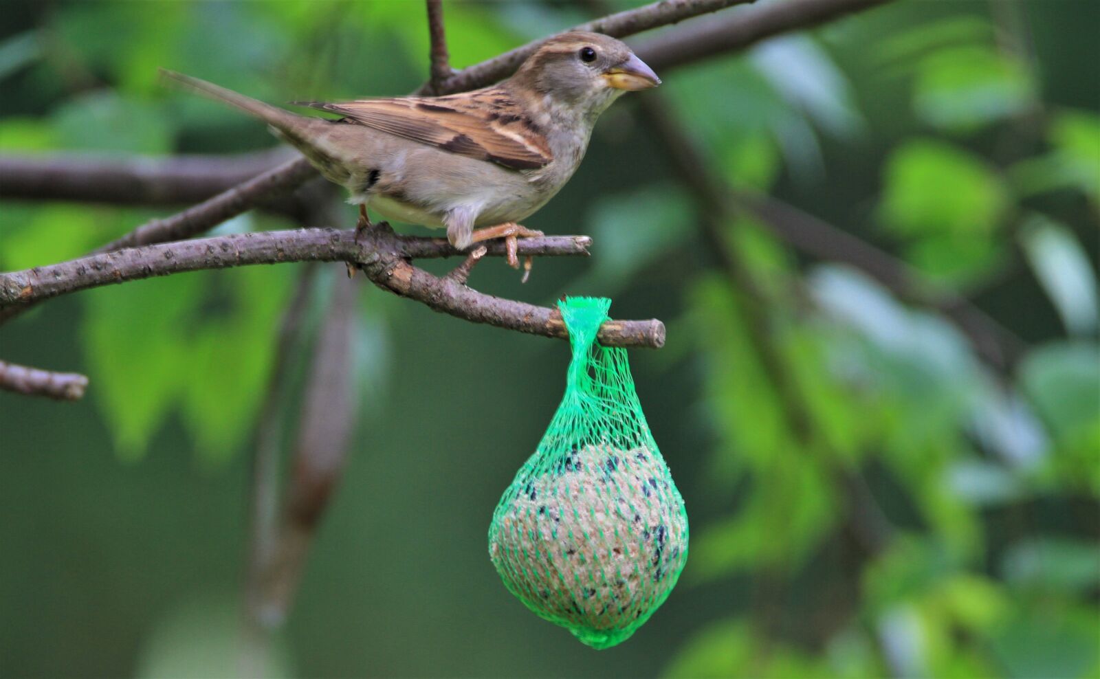 Tamron SP 150-600mm F5-6.3 Di VC USD sample photo. Sparrow, bird, songbird photography