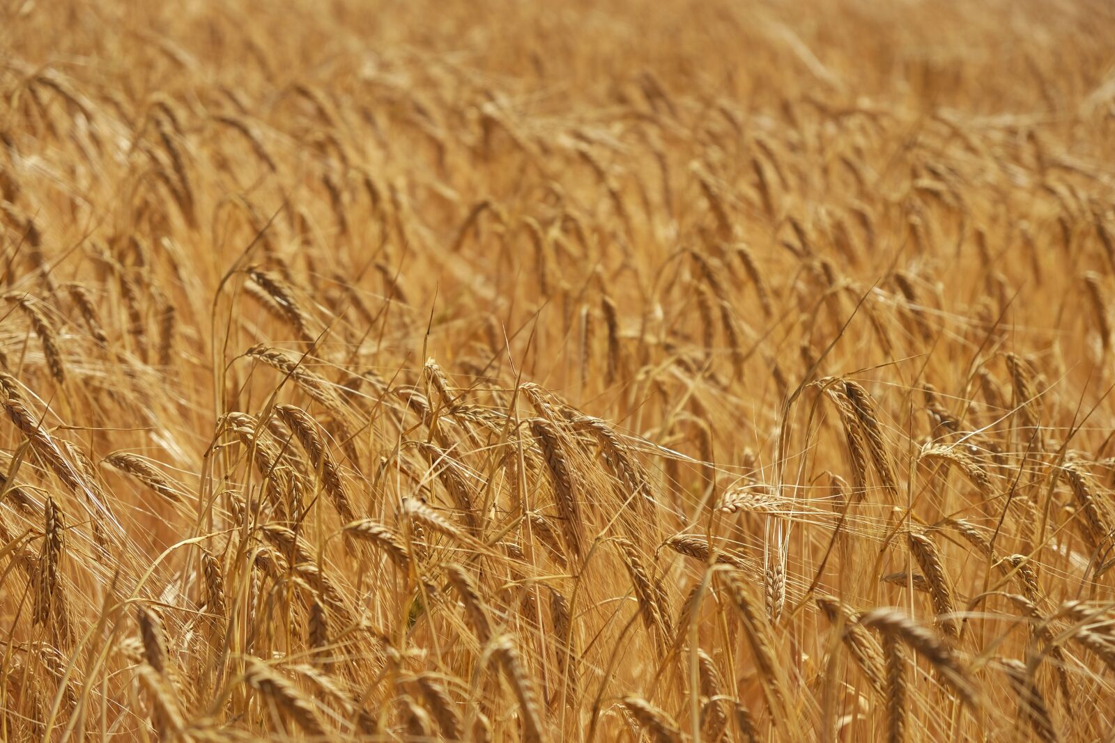 Fujifilm X-T20 sample photo. Crops, agriculture, crop photography