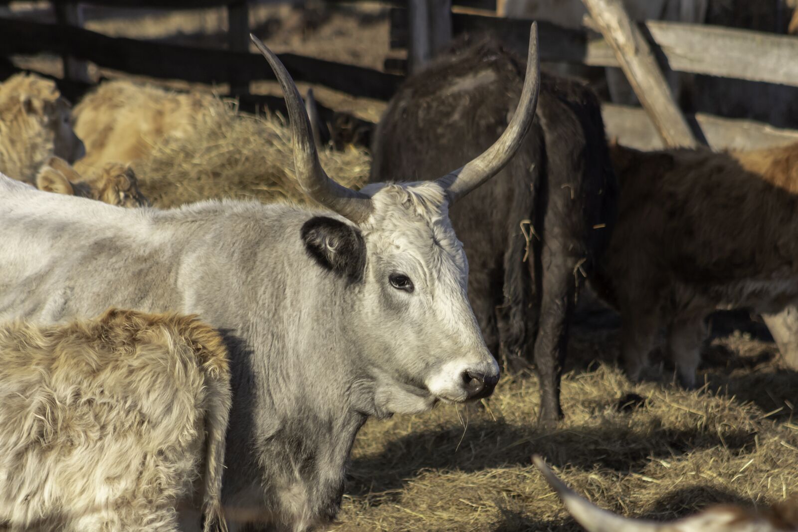 Canon EF75-300mm f/4-5.6 sample photo. Grey cattle, cattle, cow photography