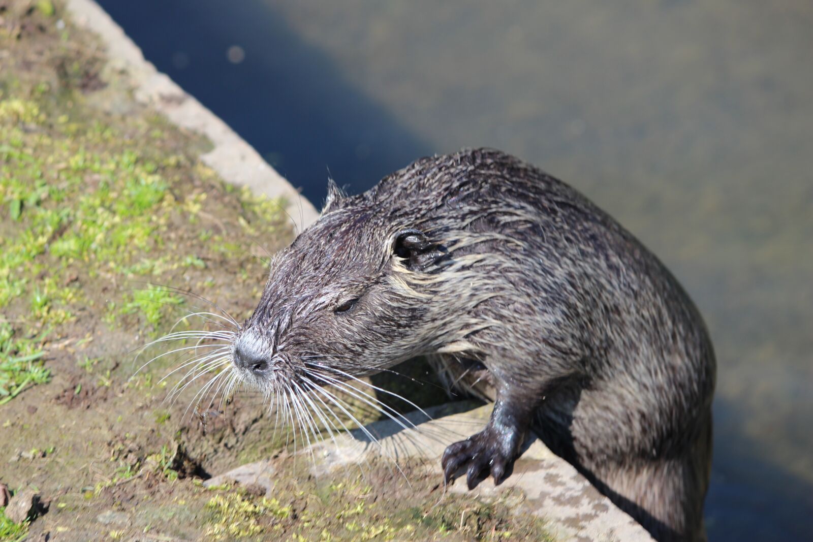 Canon EF-S 55-250mm F4-5.6 IS II sample photo. Nutria, beaver, rat photography