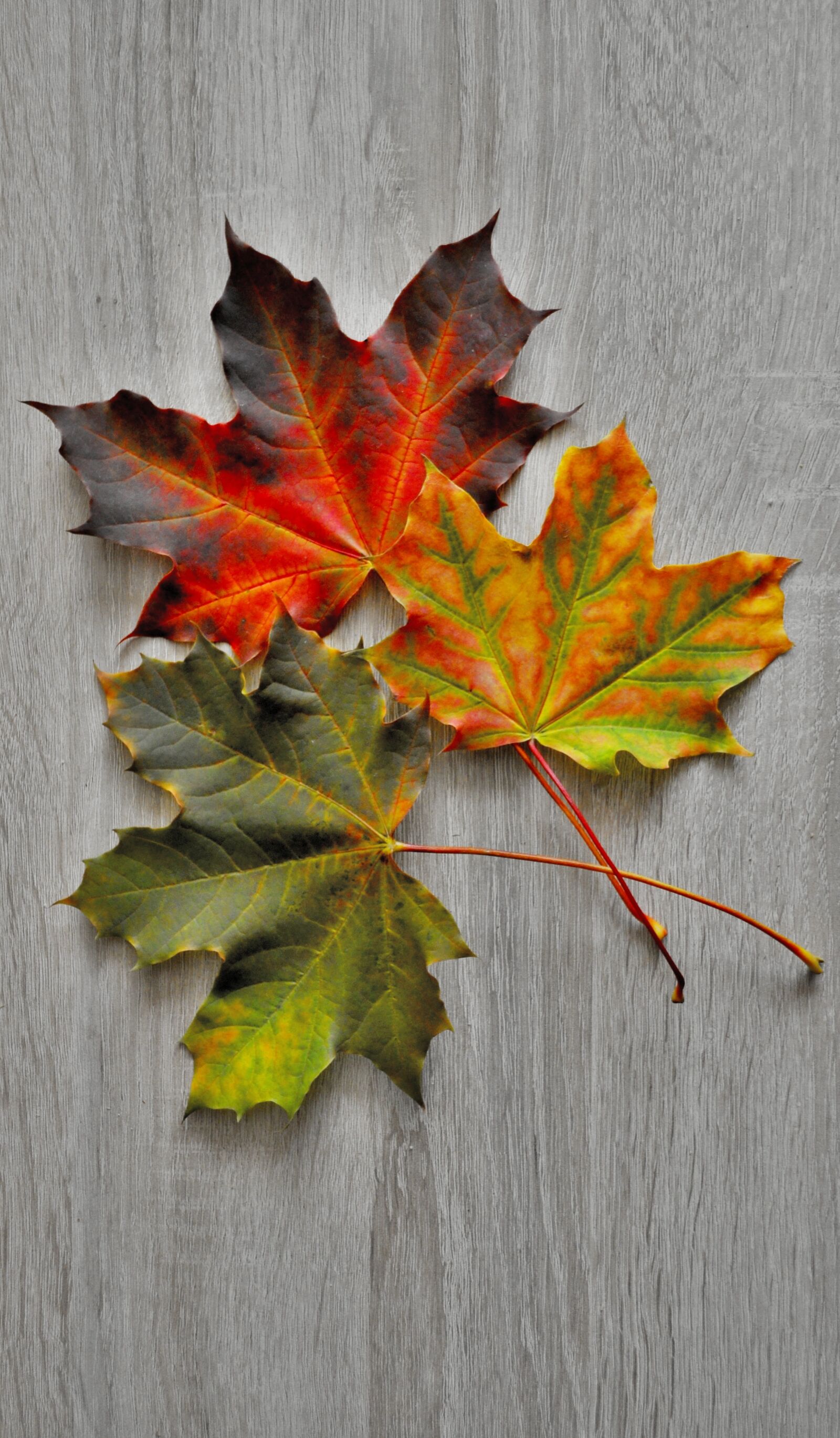 Nikon D5000 sample photo. Clone, foliage, autumn photography