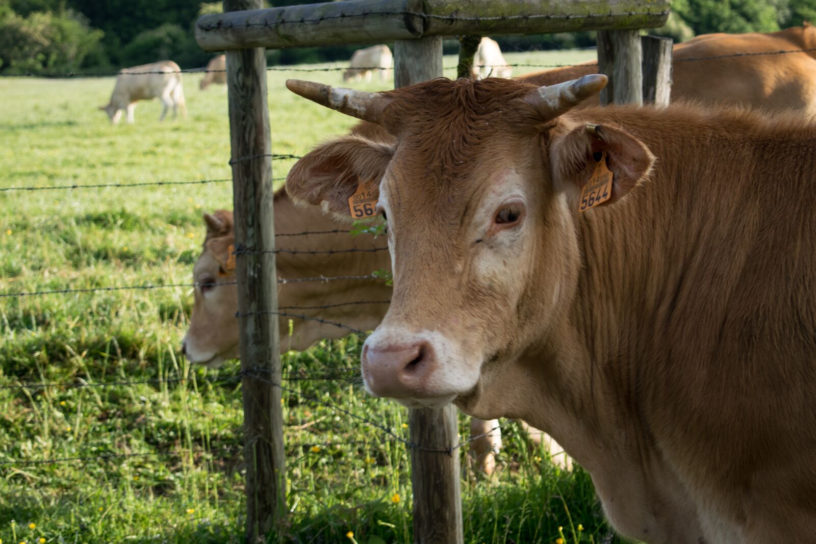 Nikon D3300 sample photo. Animal, boi, green photography