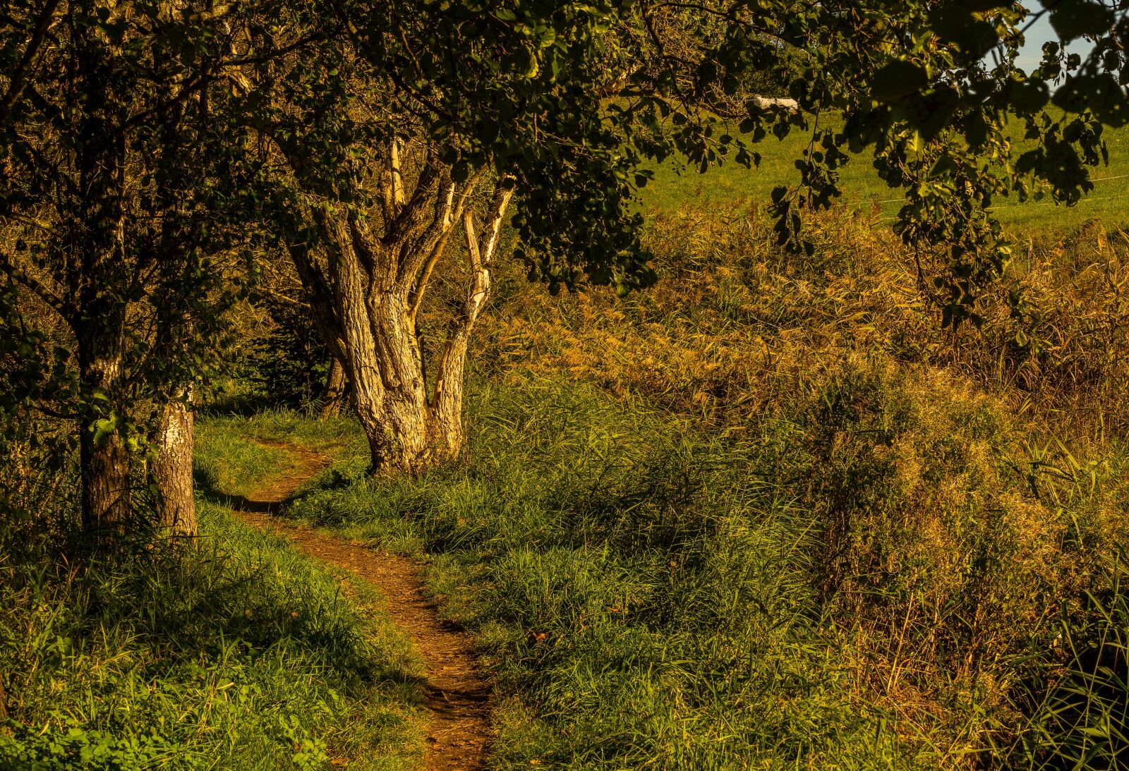 Sony a7 III + Sony FE 70-200mm F4 G OSS sample photo. Nature, landscape, autumn photography