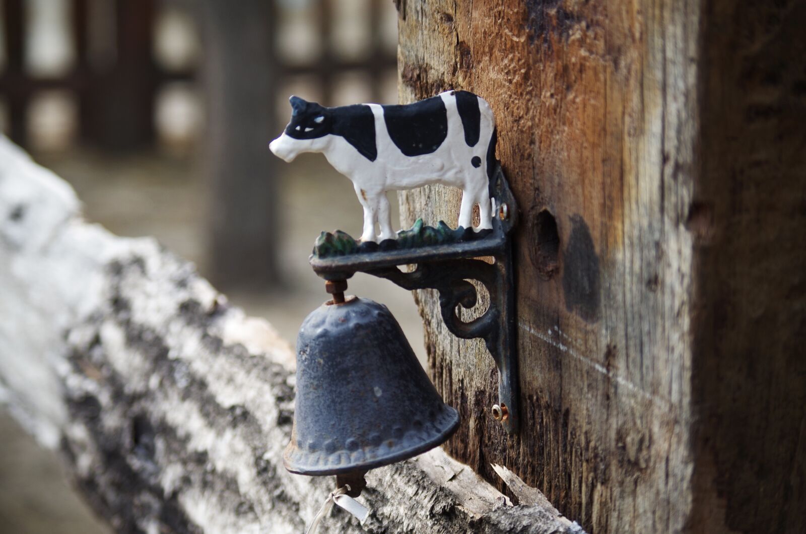 Pentax K-500 sample photo. Forever, garnish, cow photography
