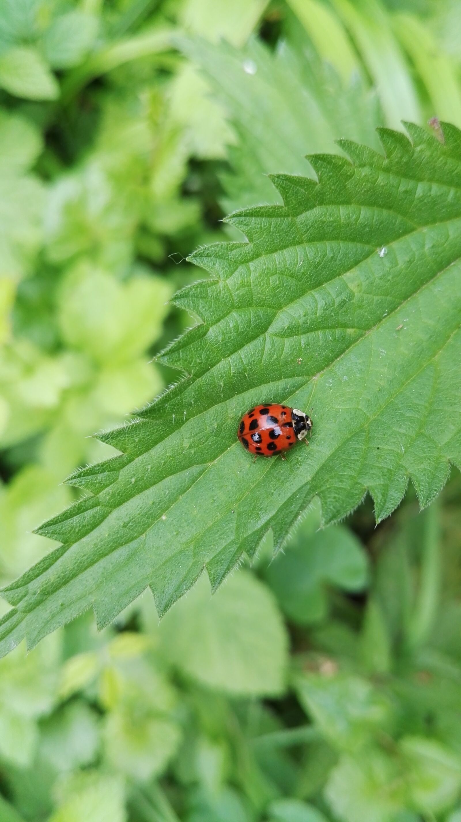 HUAWEI GRA-L09 sample photo. Nature, ladybug, plant photography
