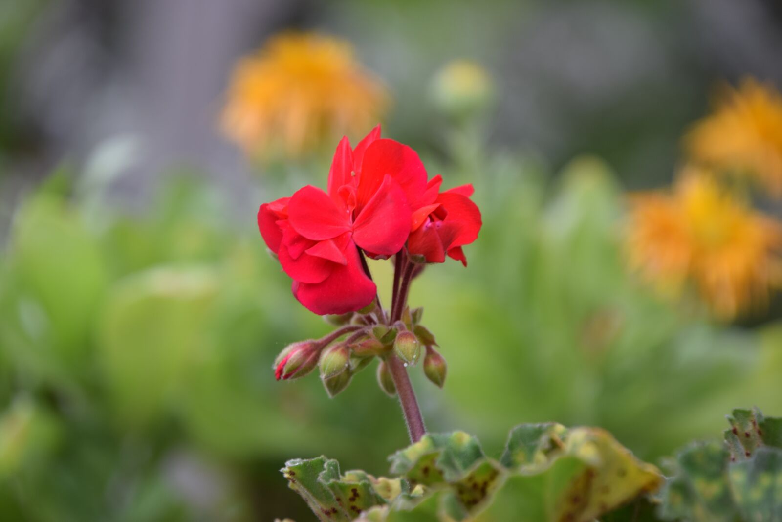 Nikon D3300 sample photo. Gardenia, flowers, red photography