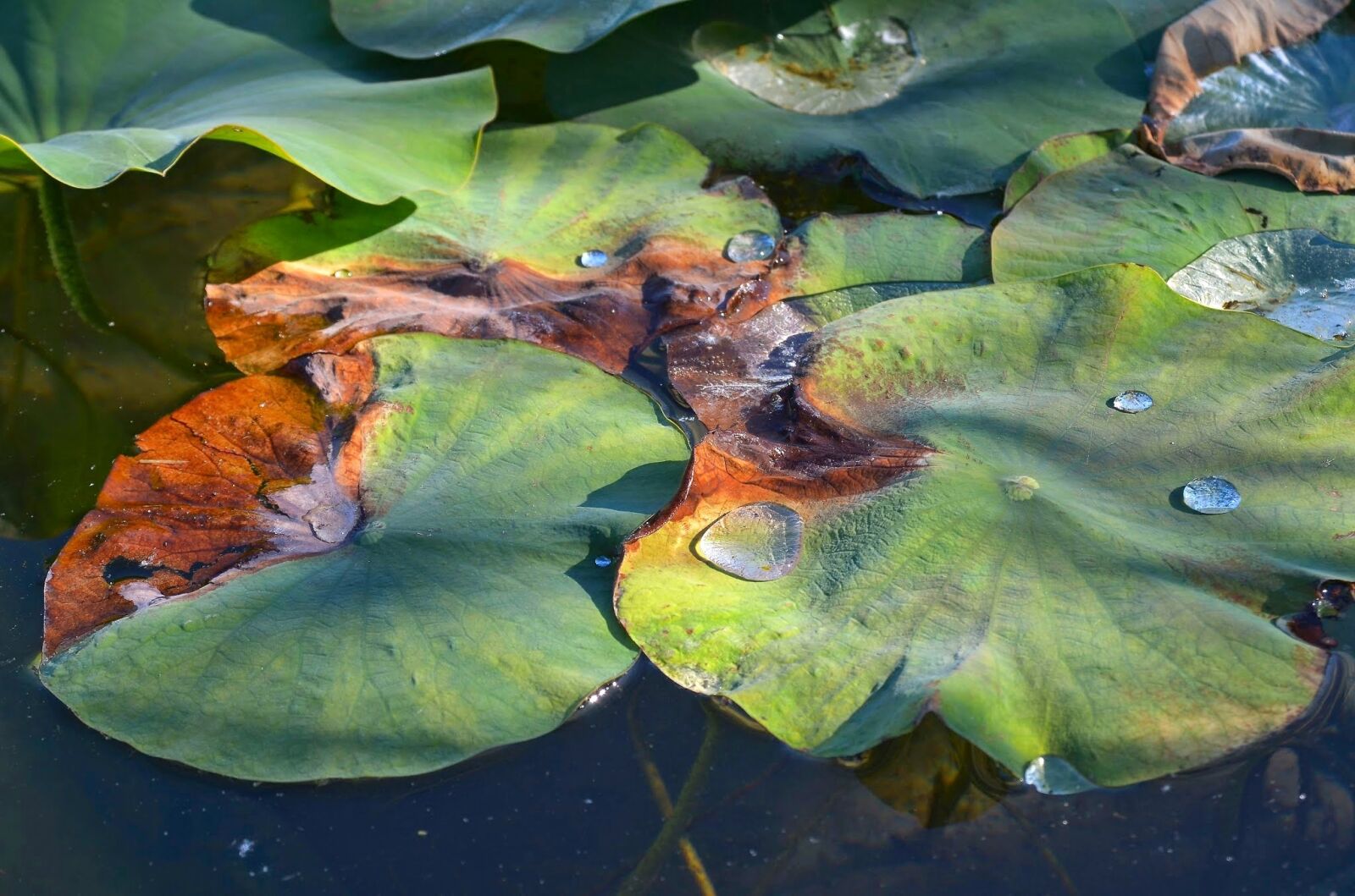 Nikon D7000 sample photo. Lotus, lotus leaf, drop photography