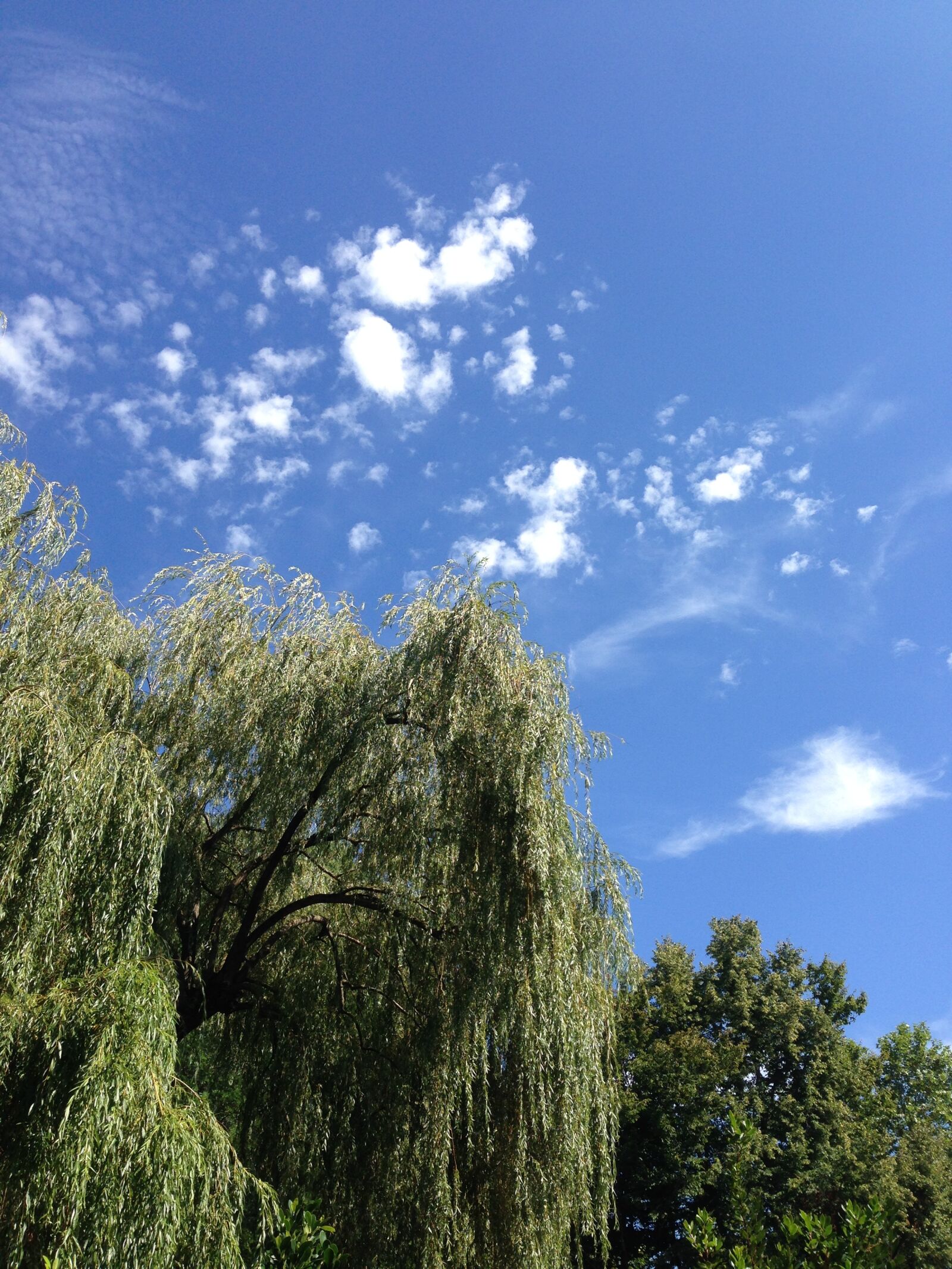 iPhone 5 back camera 4.12mm f/2.4 sample photo. Nature, clouds, tree photography