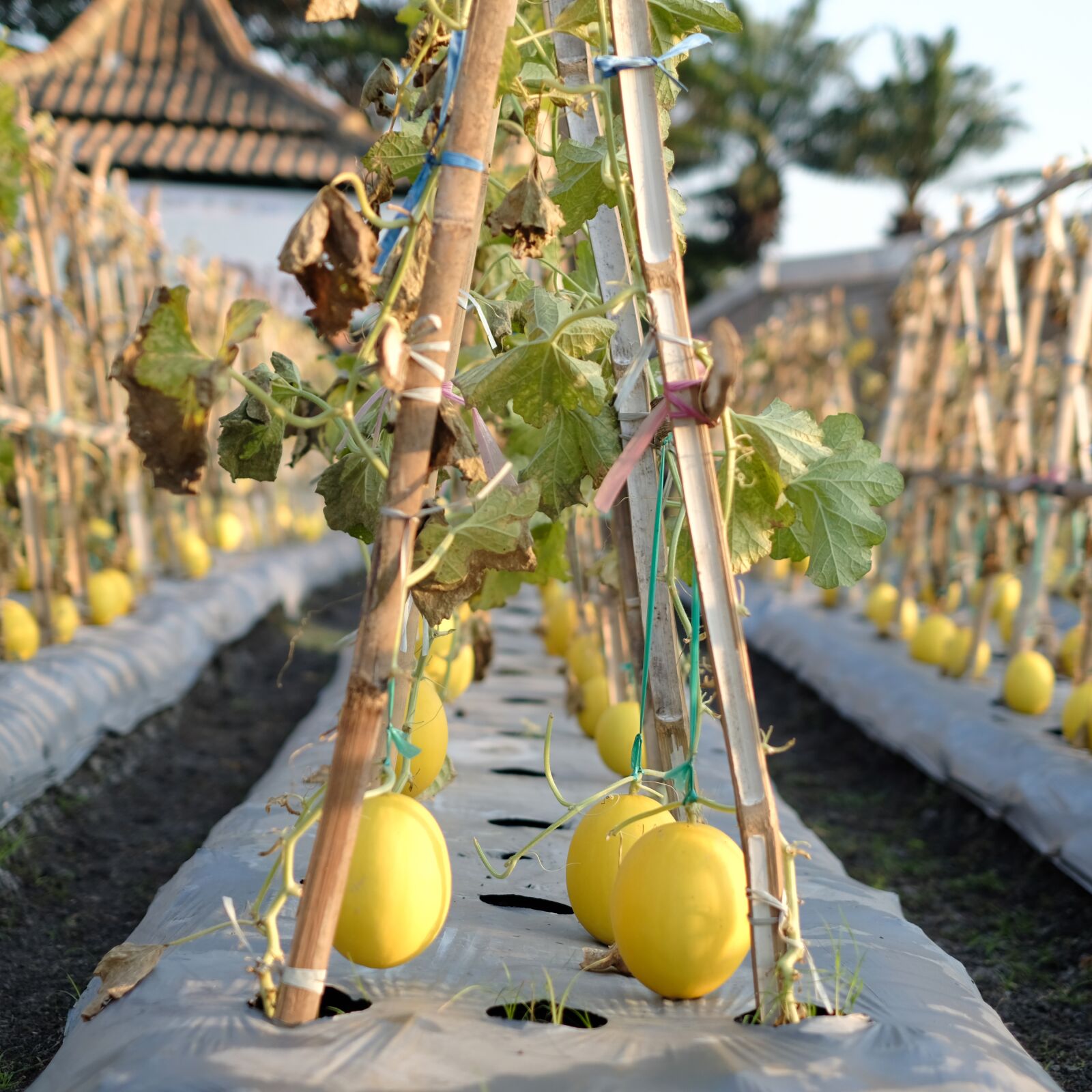 Fujifilm XF 35mm F1.4 R sample photo. Honeydew, nature, garden photography
