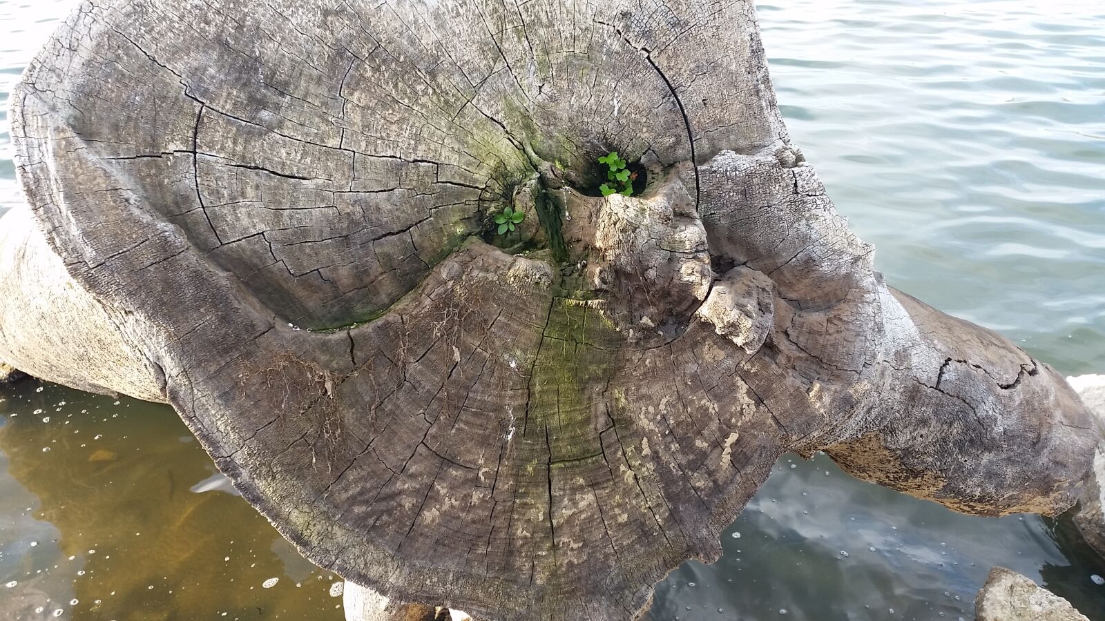 Samsung Galaxy S5 sample photo. Dead, tree, fallen, tree photography