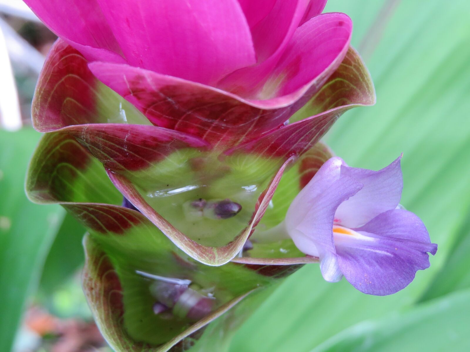 Canon PowerShot SX50 HS sample photo. Plant, purple, blue photography