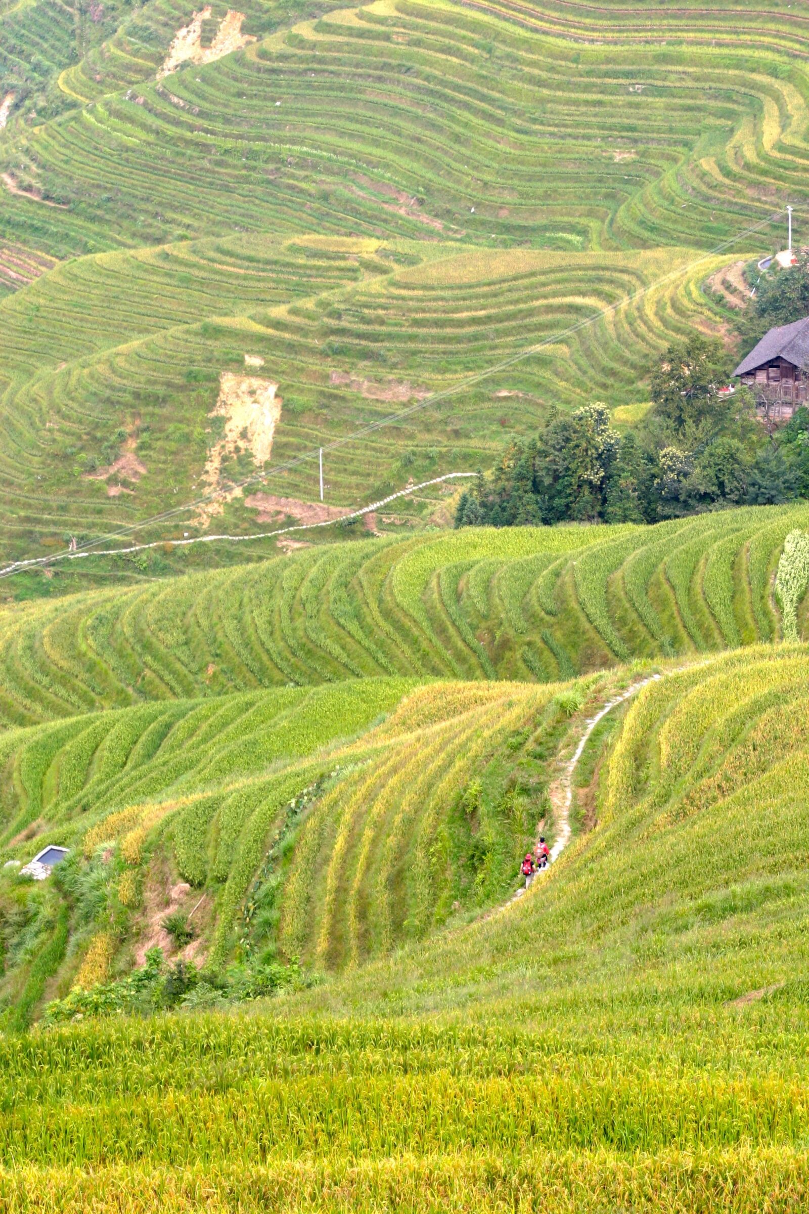 Canon EOS 10D sample photo. Rice, plantation, rice plantations photography