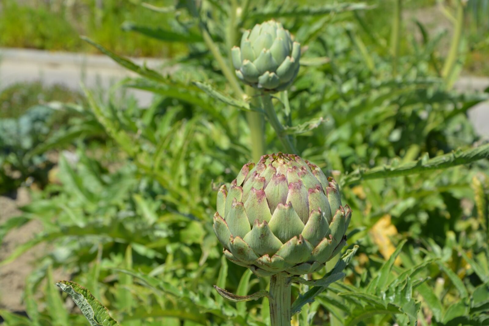 Nikon D5200 sample photo. Artichoke, green, vegetable photography