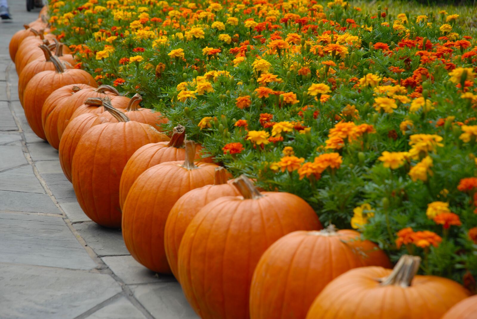 Nikon D200 sample photo. Pumpkin, october, halloween photography