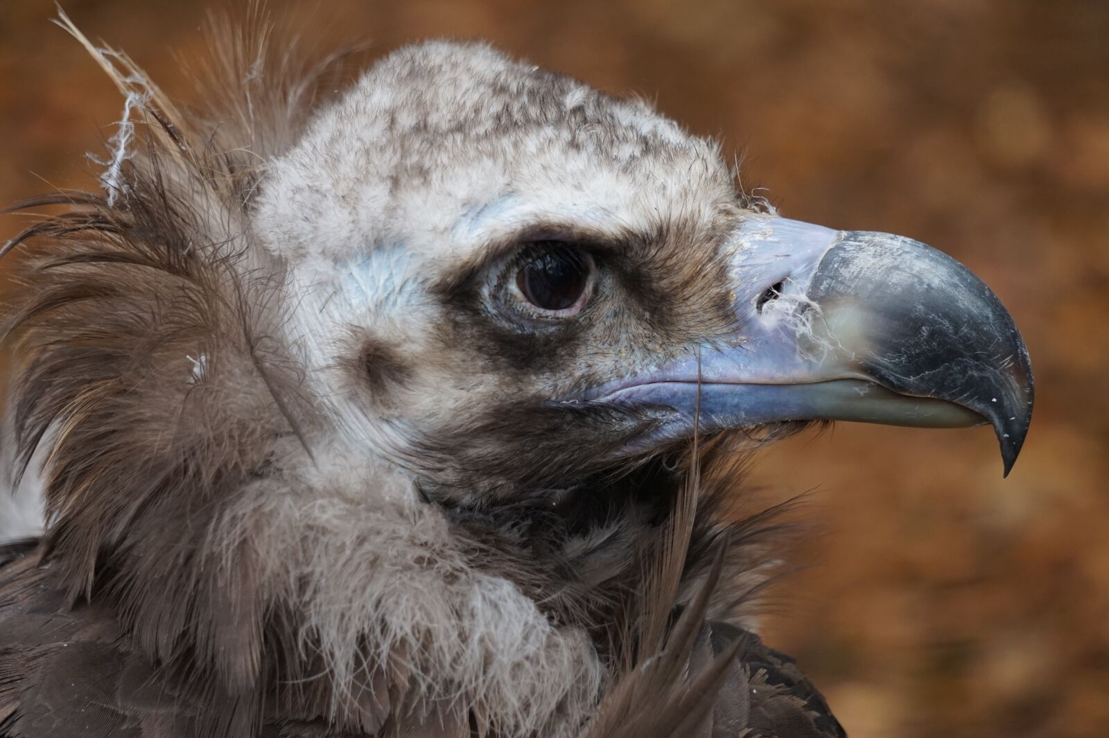 Sony Alpha a5000 (ILCE 5000) + Sony E 55-210mm F4.5-6.3 OSS sample photo. Vulture, head, bird of photography