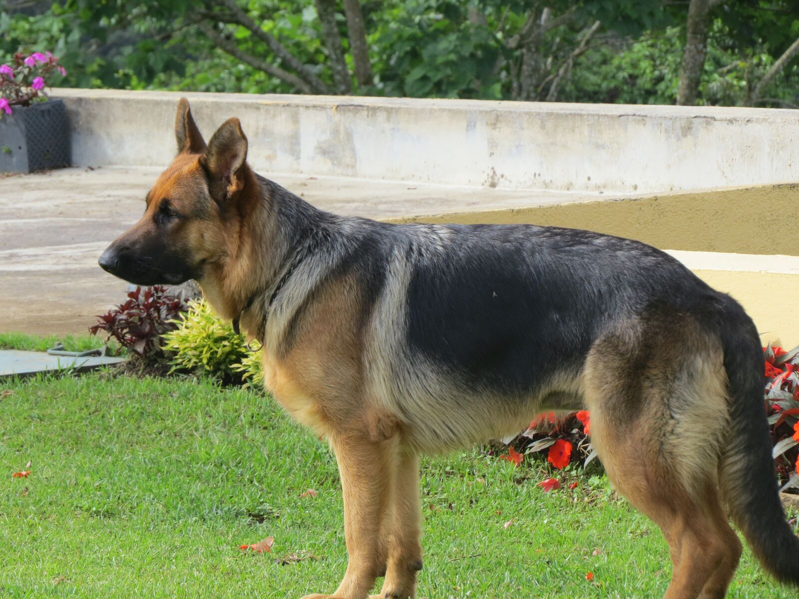 Canon PowerShot SX50 HS sample photo. We friend's dog guard photography