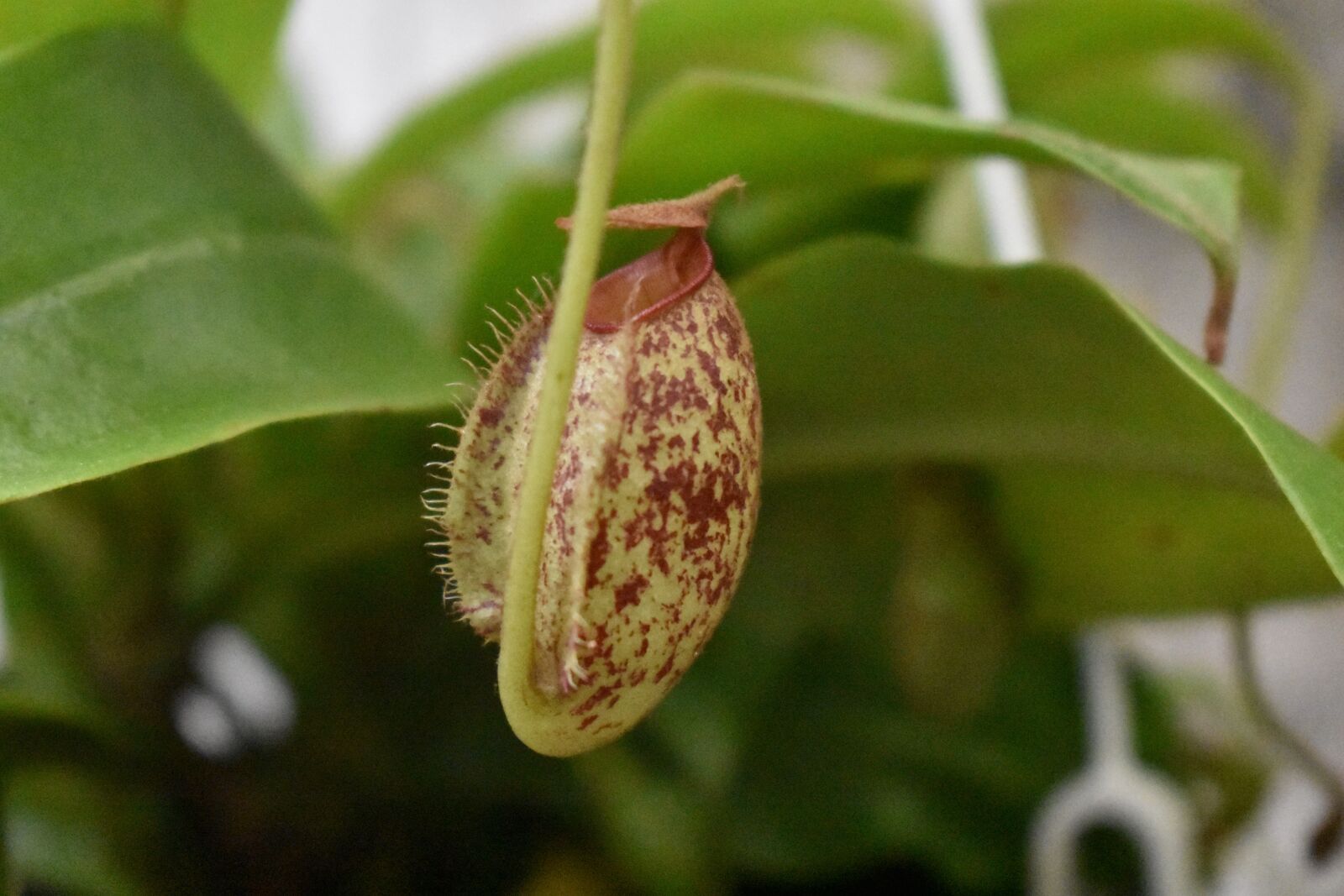 Nikon D3400 sample photo. Nepenthes, carnivorous plant, carnivovous photography