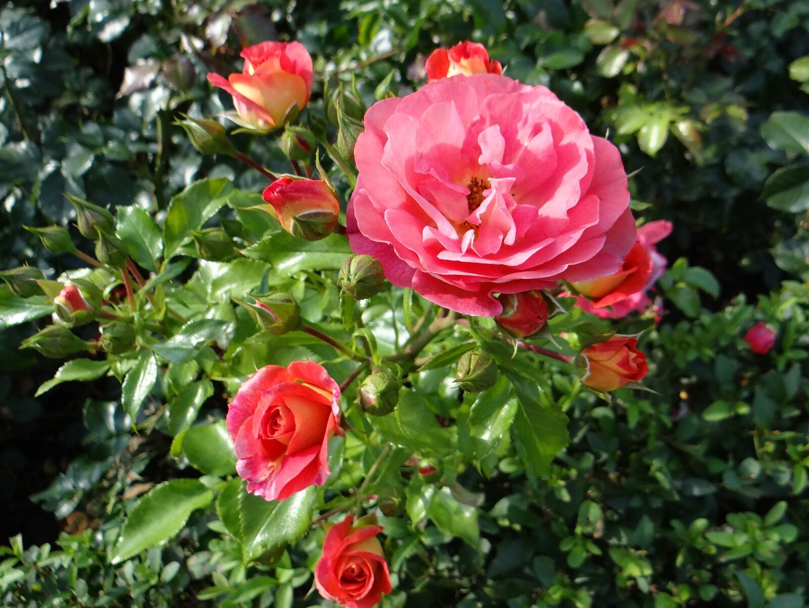 Sony DSC-HX200V sample photo. Rose, flower, tea photography