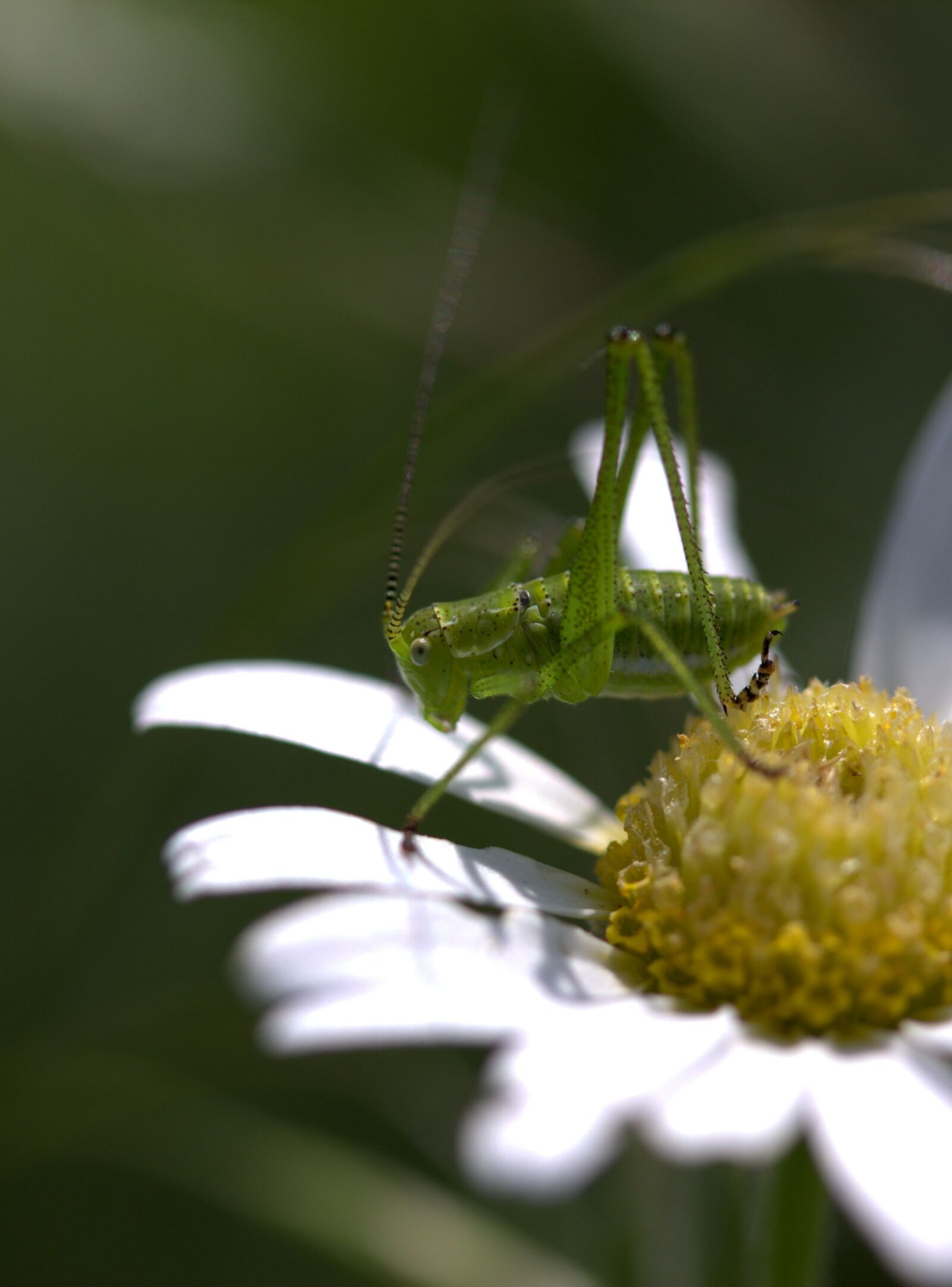 Canon EF-S 60mm F2.8 Macro USM sample photo. Grasshopper, green, flower photography