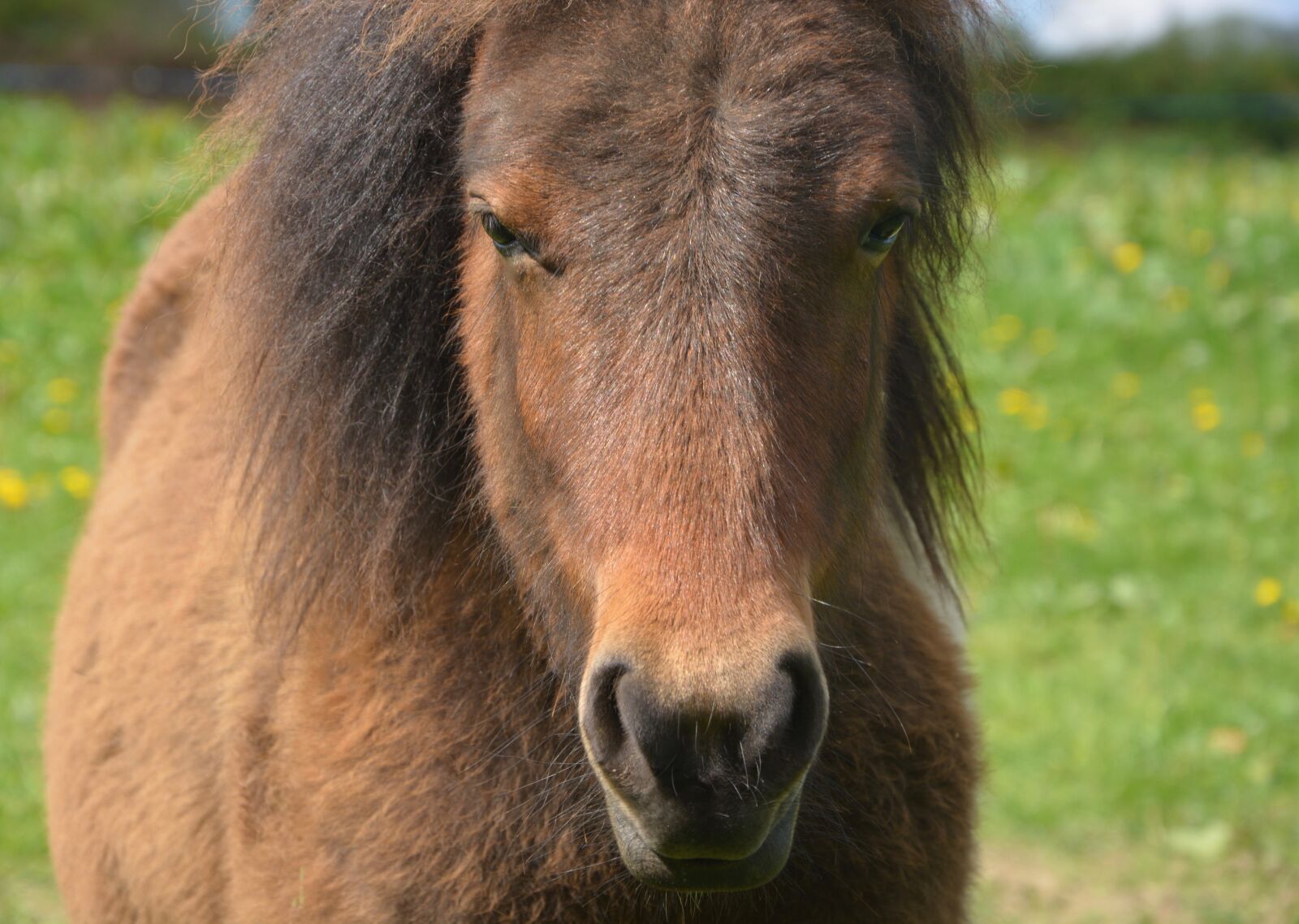 Nikon D5200 sample photo. Pony, small horse, portrait photography