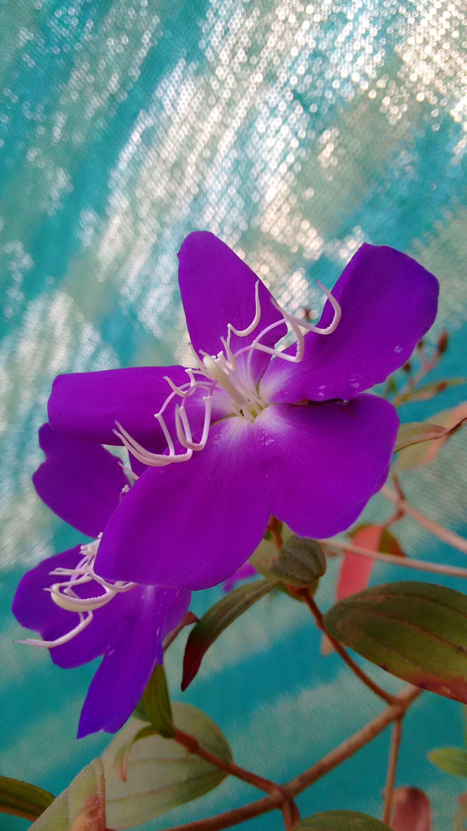 Motorola Moto G (2nd Gen) sample photo. Beautiful, flowers photography