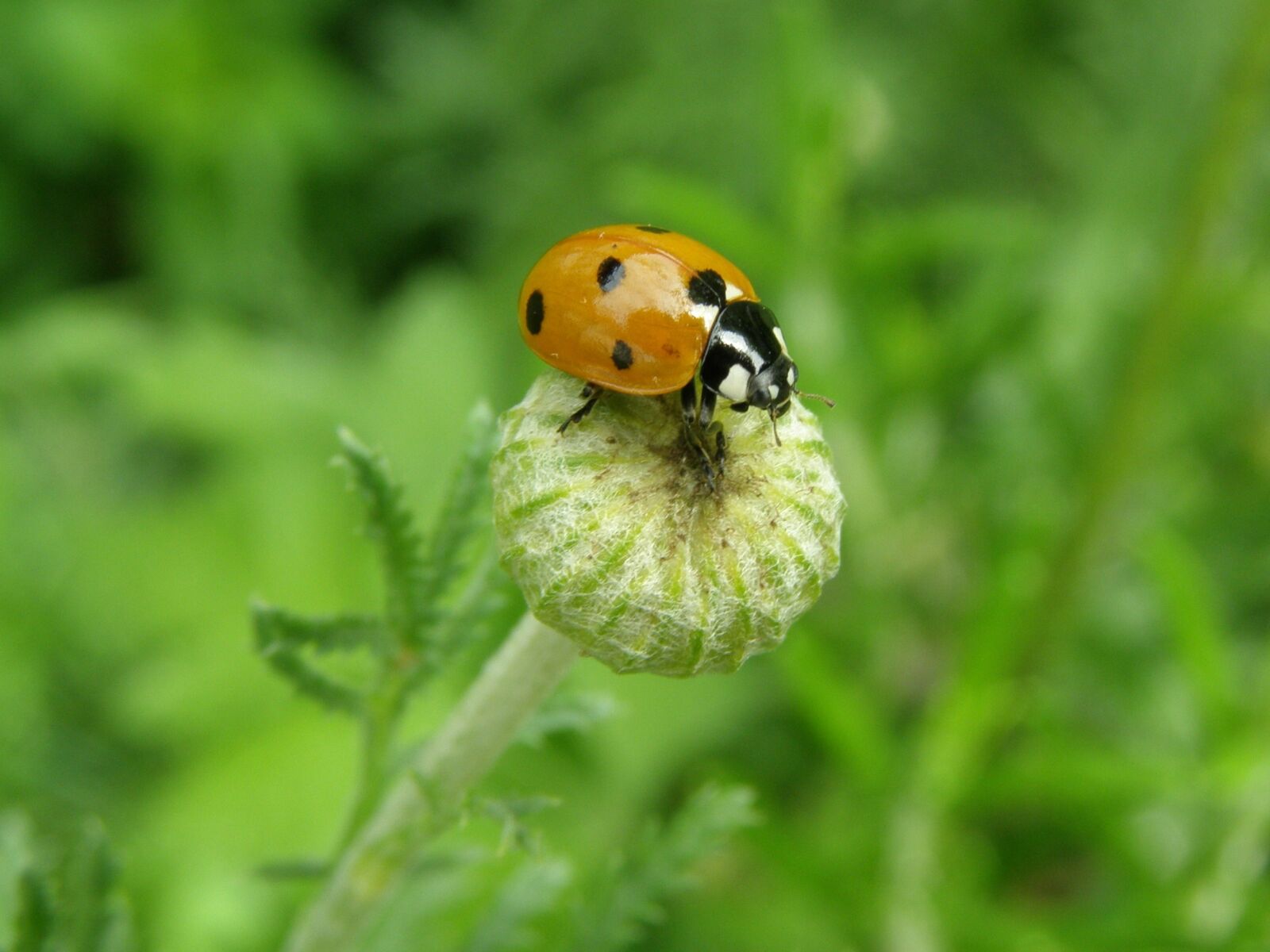 Olympus SP510UZ sample photo. Ladybug, lucky ladybug, beetle photography