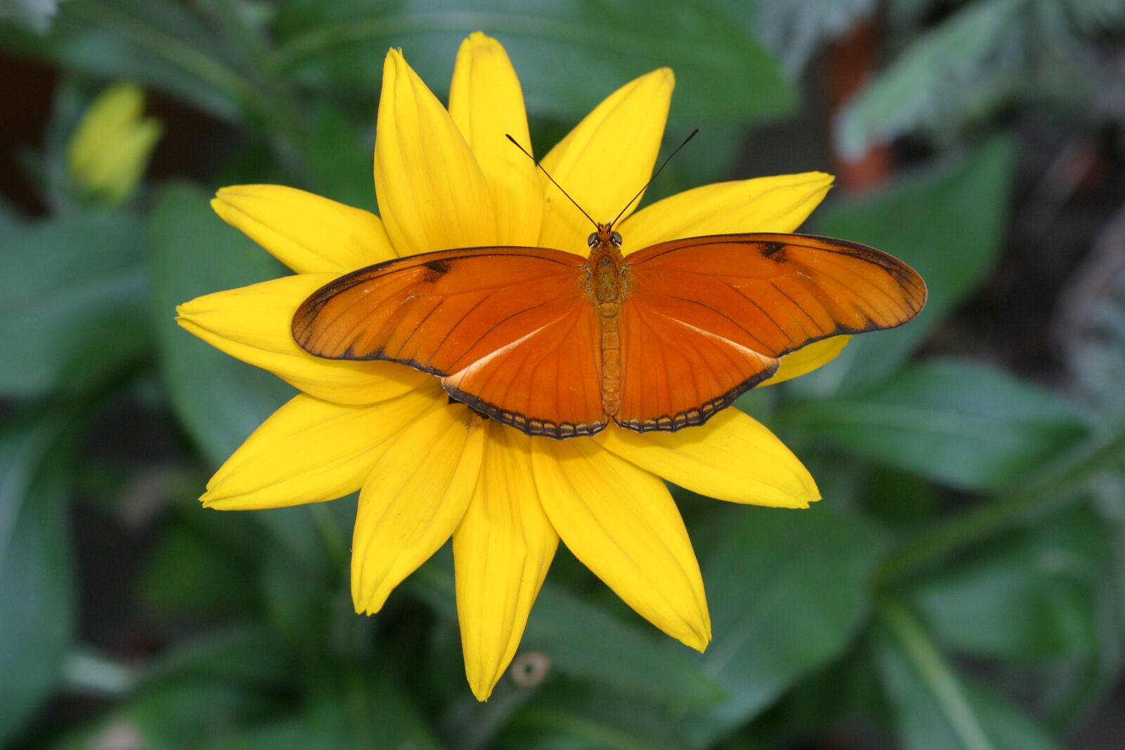 Canon EOS D60 sample photo. Butterfly, summer, nature photography