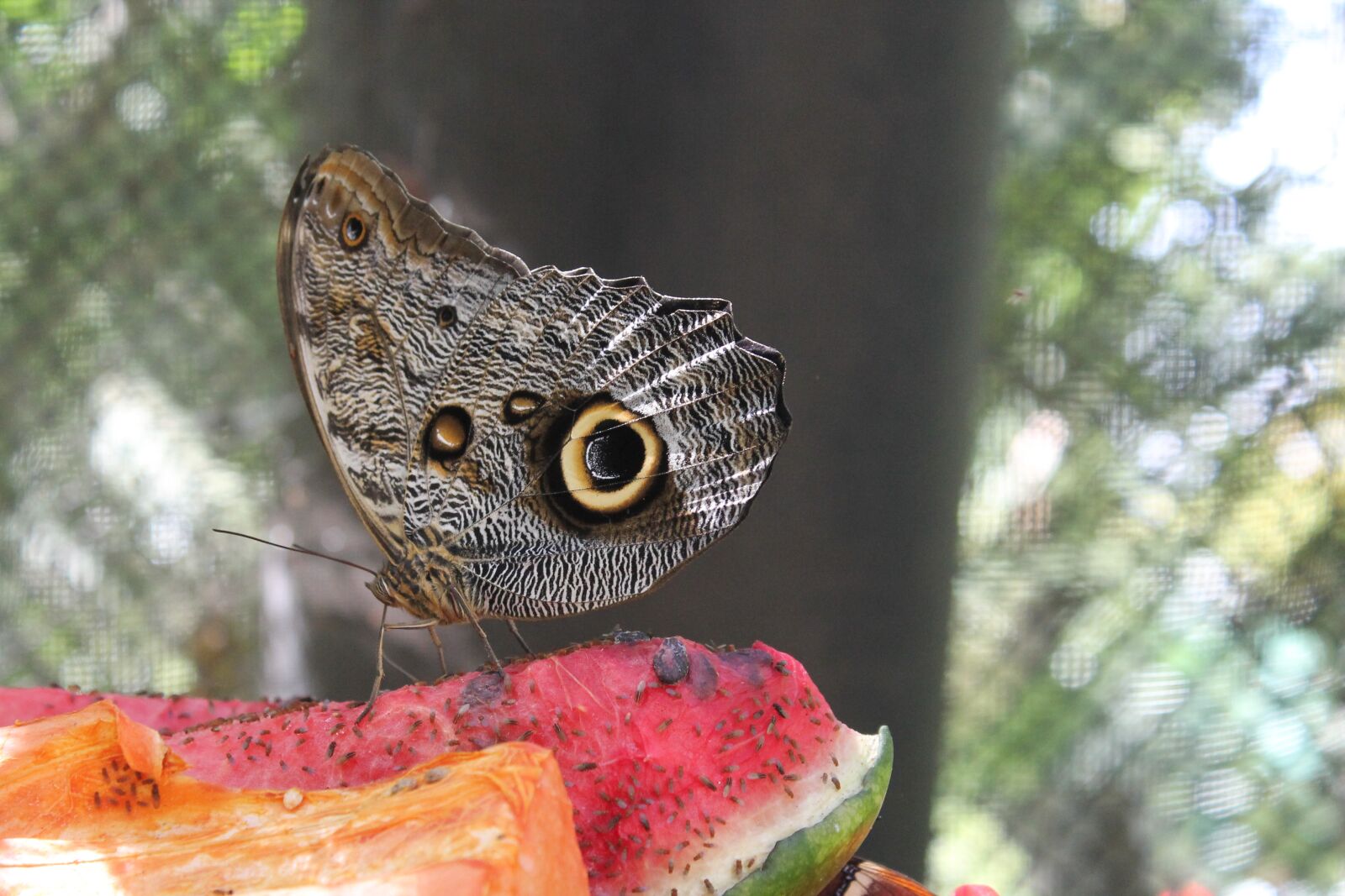Canon EOS 1100D (EOS Rebel T3 / EOS Kiss X50) sample photo. Butterfly, insects, fly photography