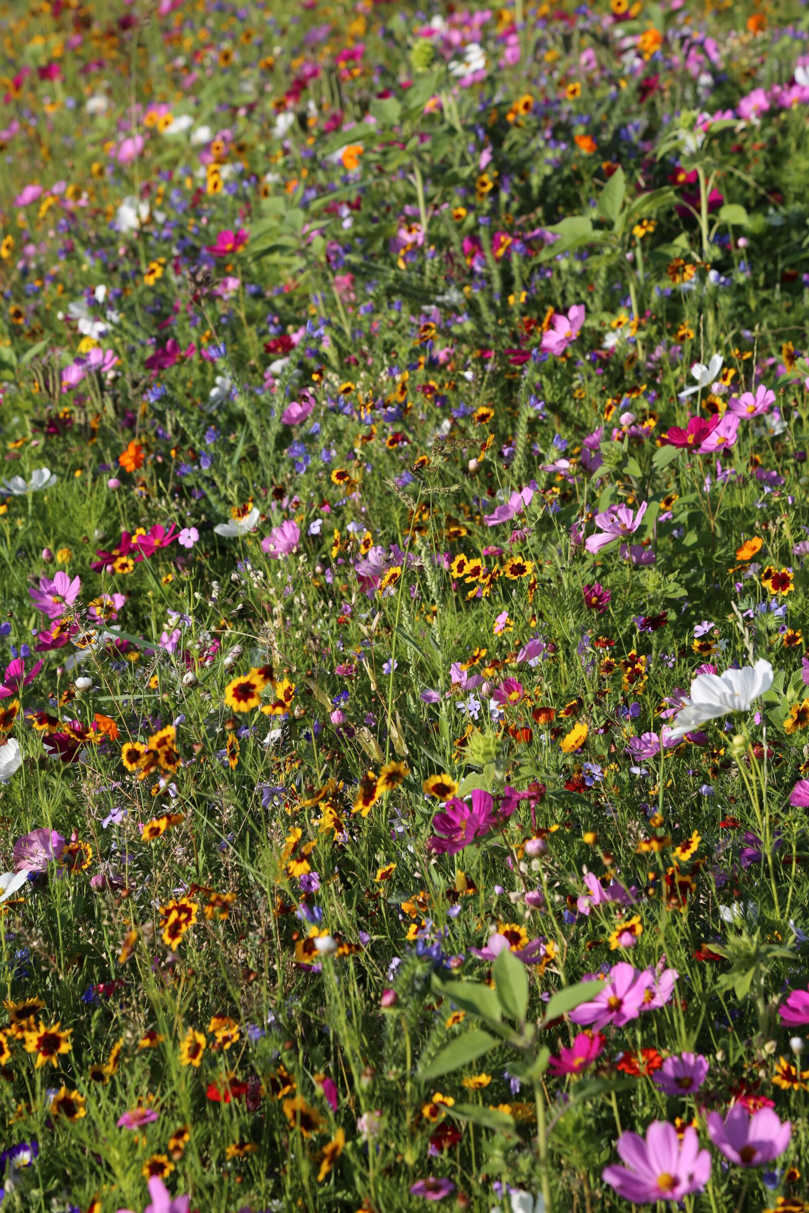 Canon EF 24-105mm F4L IS USM sample photo. Flowers, meadow, flower meadow photography