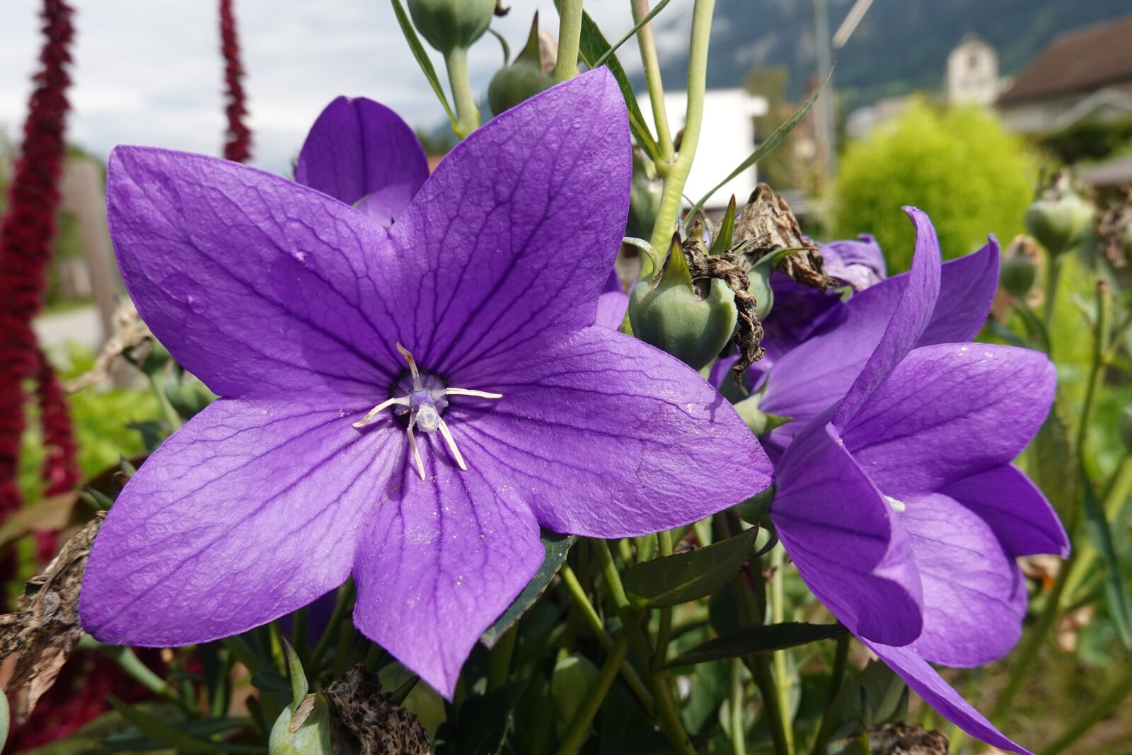 Sony DSC-RX100M7 sample photo. Flowers, purple flowers, nature photography