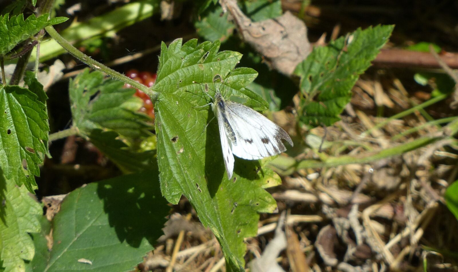 Panasonic Lumix DMC-FZ200 sample photo. Butterfly, nature, beauty photography