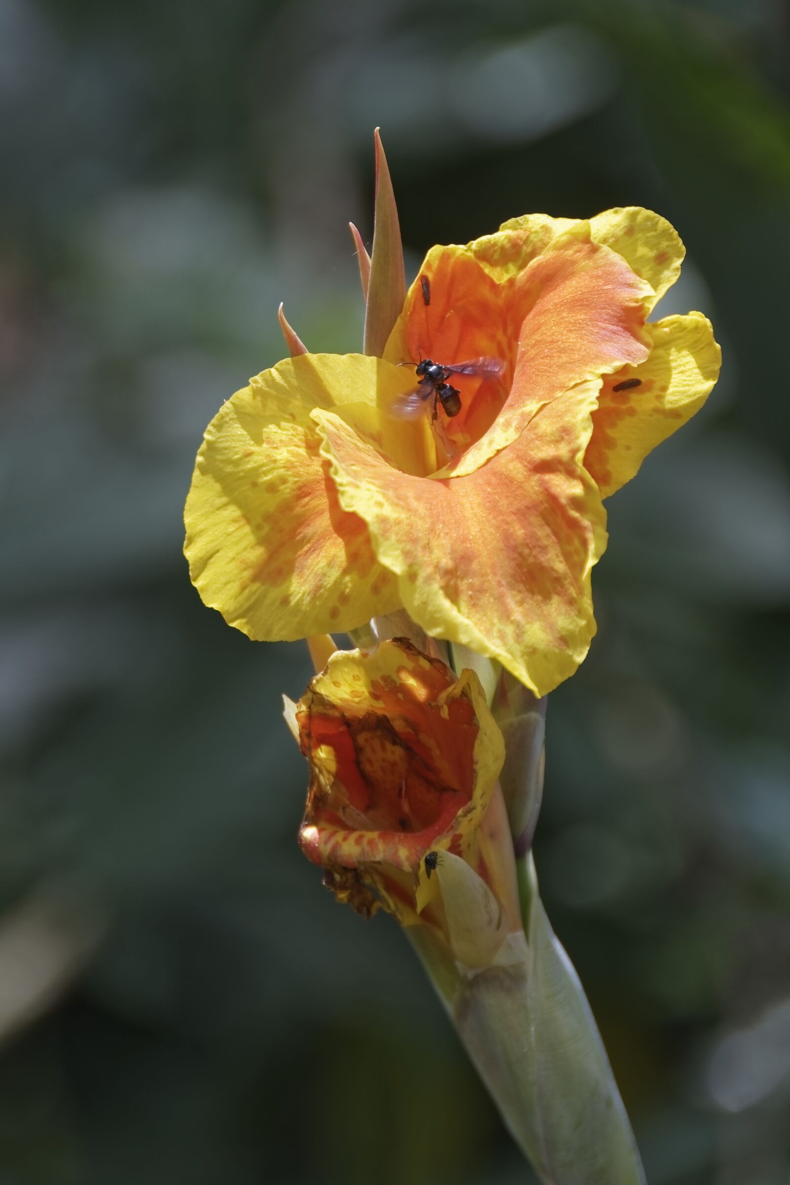 Nikon D500 sample photo. Colombia, tropical plant, flower photography