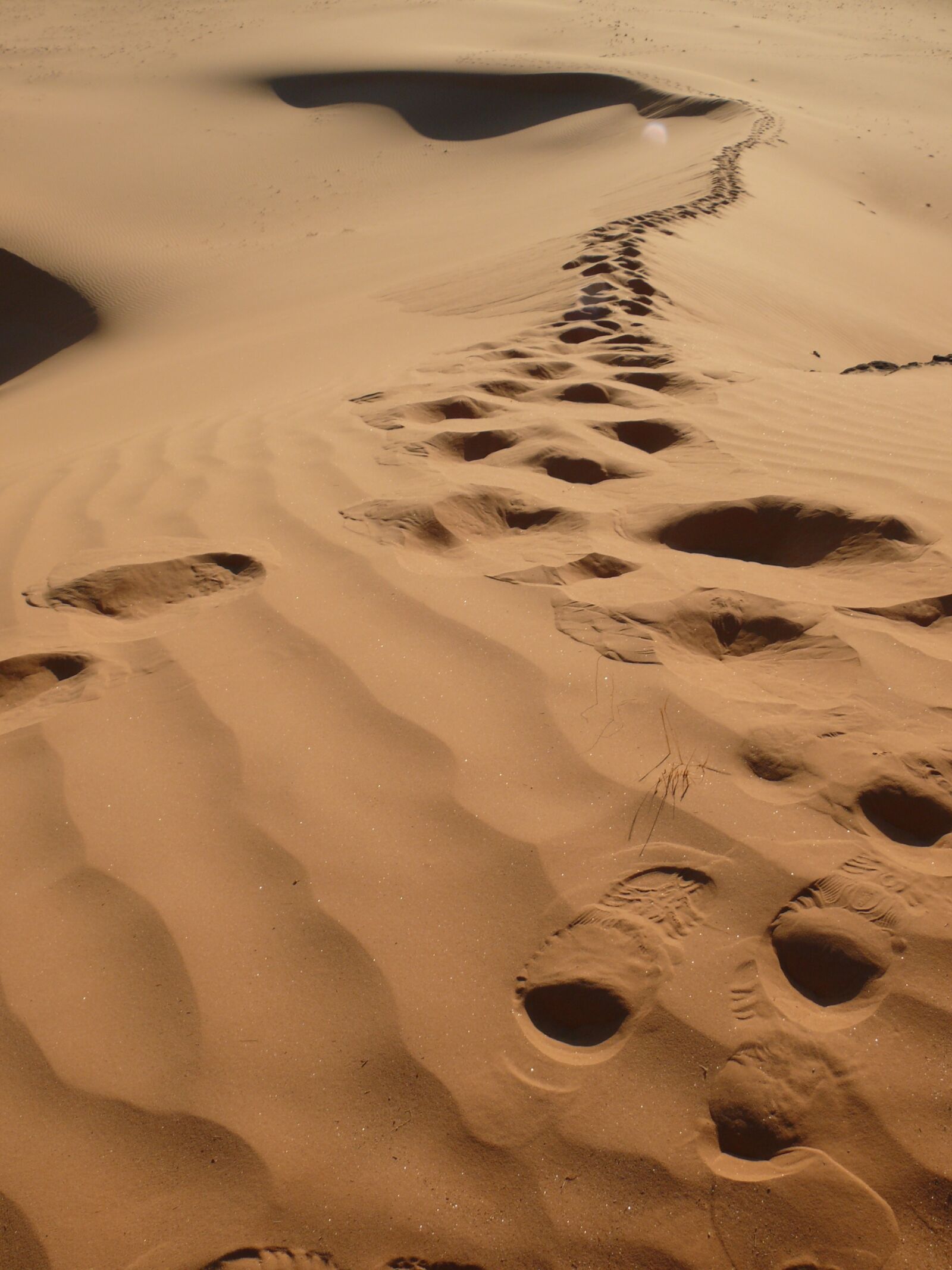 Panasonic DMC-FZ50 sample photo. Algeria, desert, traces photography