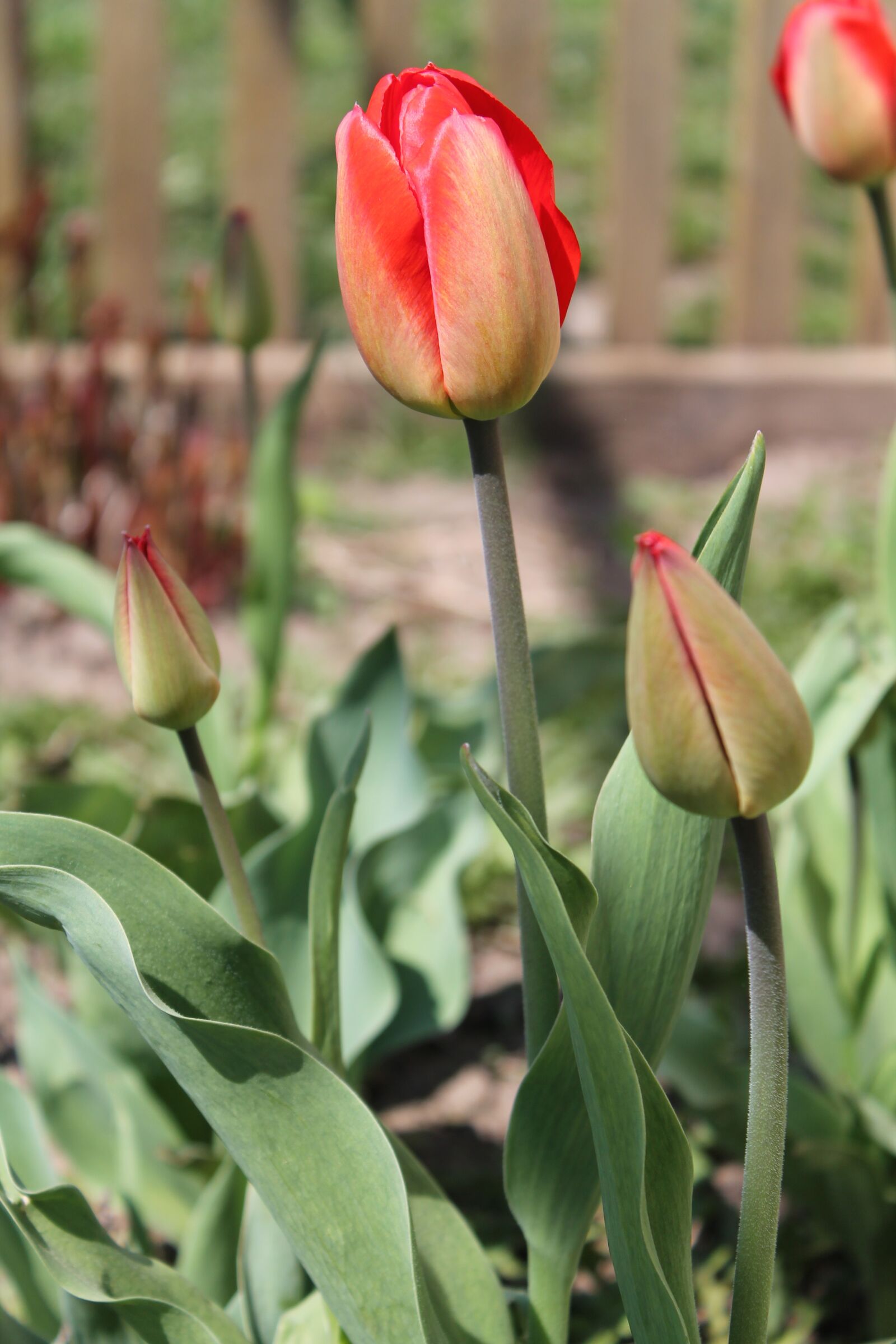 Canon EOS 1100D (EOS Rebel T3 / EOS Kiss X50) sample photo. Tulips, flowers, spring photography