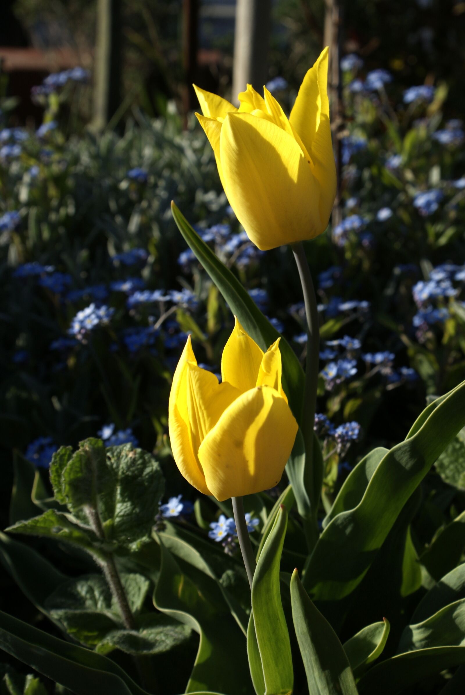 Sony Alpha DSLR-A200 sample photo. Flowers, spring, plant photography