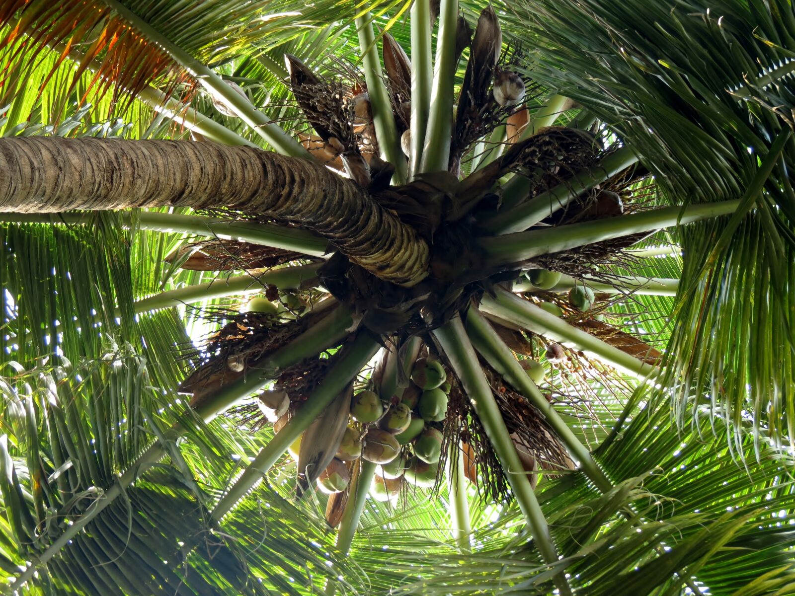 Canon PowerShot SX40 HS sample photo. Coconut, tree, coconuts photography