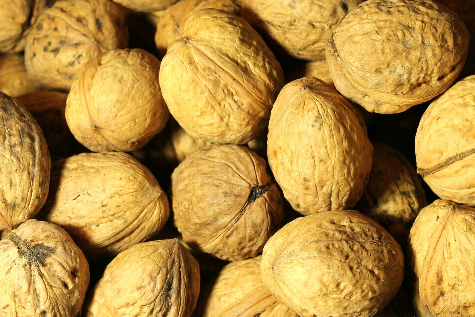 Canon EOS 1100D (EOS Rebel T3 / EOS Kiss X50) + Canon EF 50mm F1.8 II sample photo. Walnut, nut, shell photography