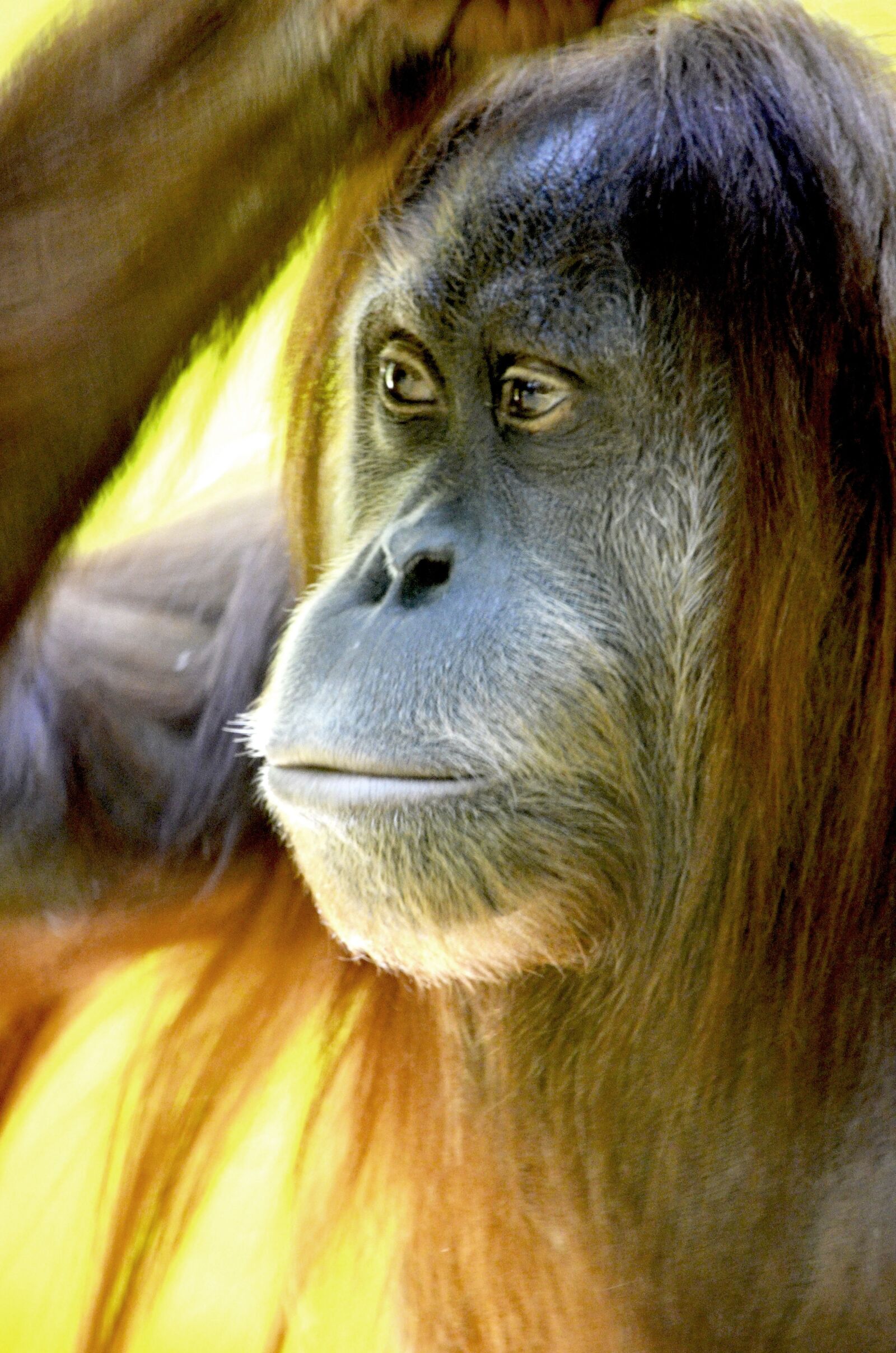Nikon D5100 sample photo. Orang utan, monkey, forest photography