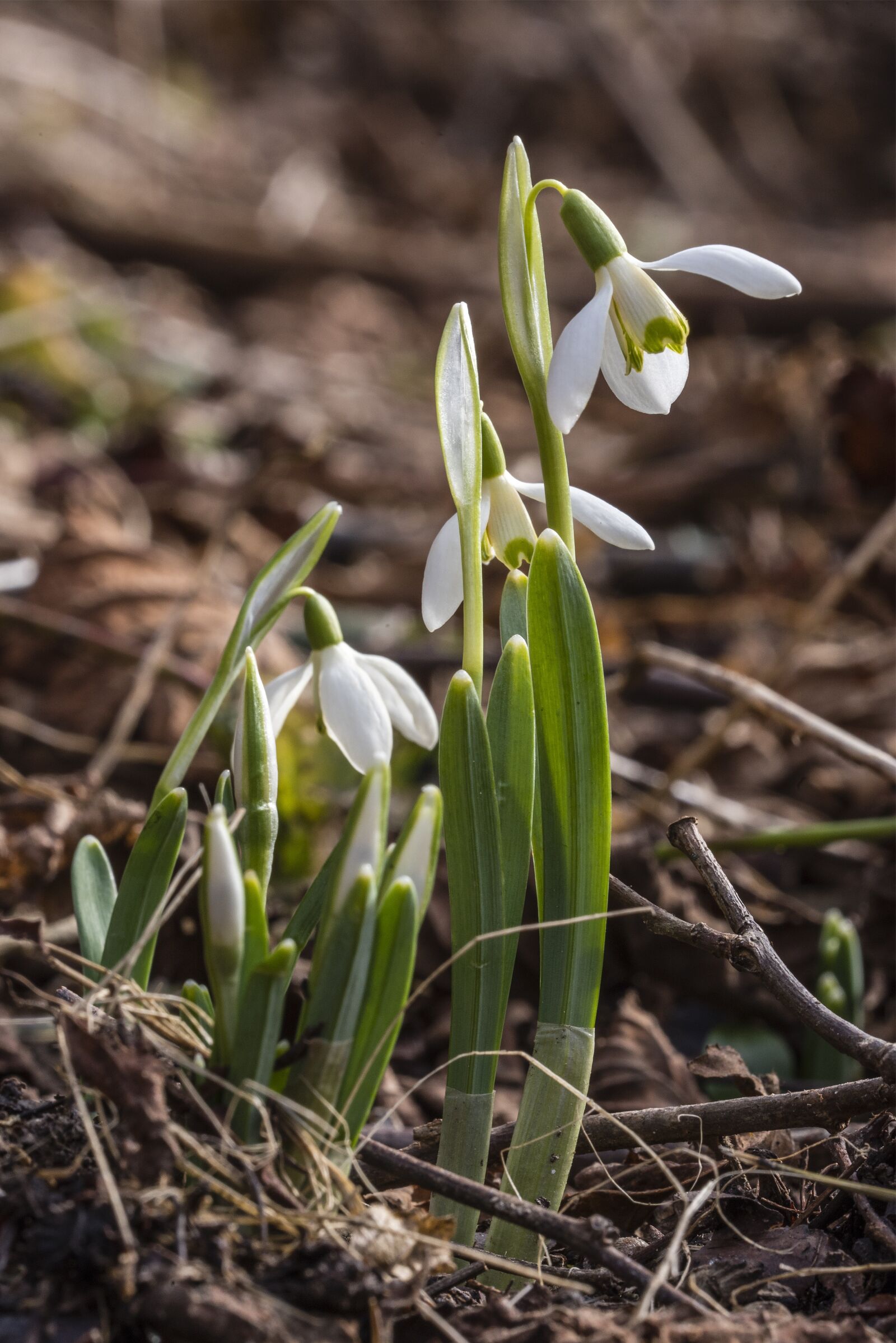 Nikon D750 sample photo. Vernal, flowers, flower photography
