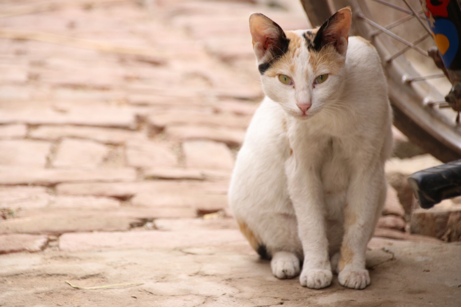 Canon EOS 80D sample photo. Cat, animal, pet photography