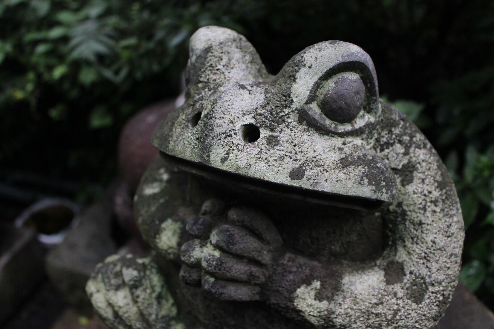 Canon EOS 600D (Rebel EOS T3i / EOS Kiss X5) sample photo. Frog, animal, nature photography