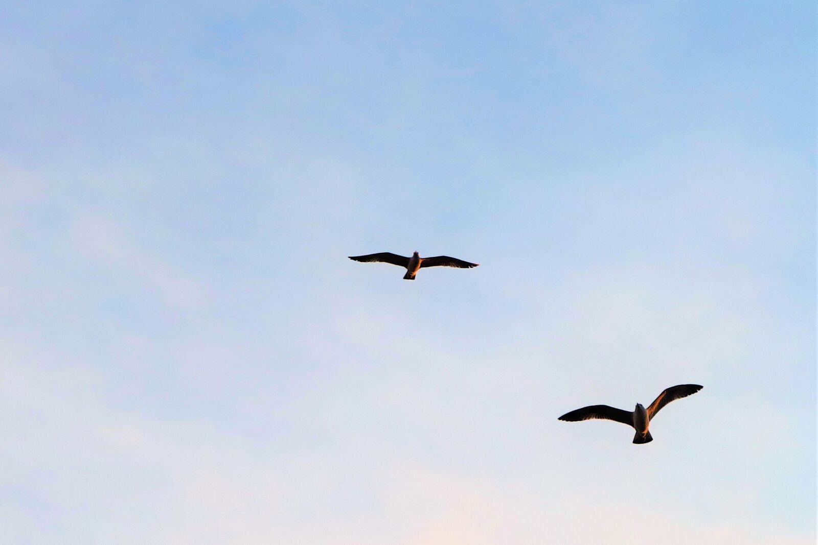 Canon PowerShot G7 X sample photo. Bird, seagull, marine photography